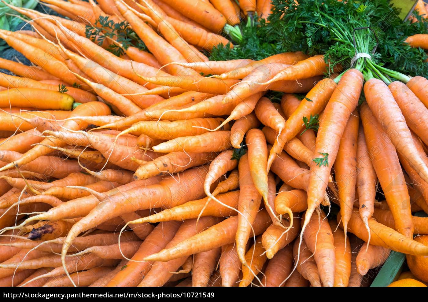 Ein Bund Karotten - Lizenzfreies Bild - #10721549 | Bildagentur ...