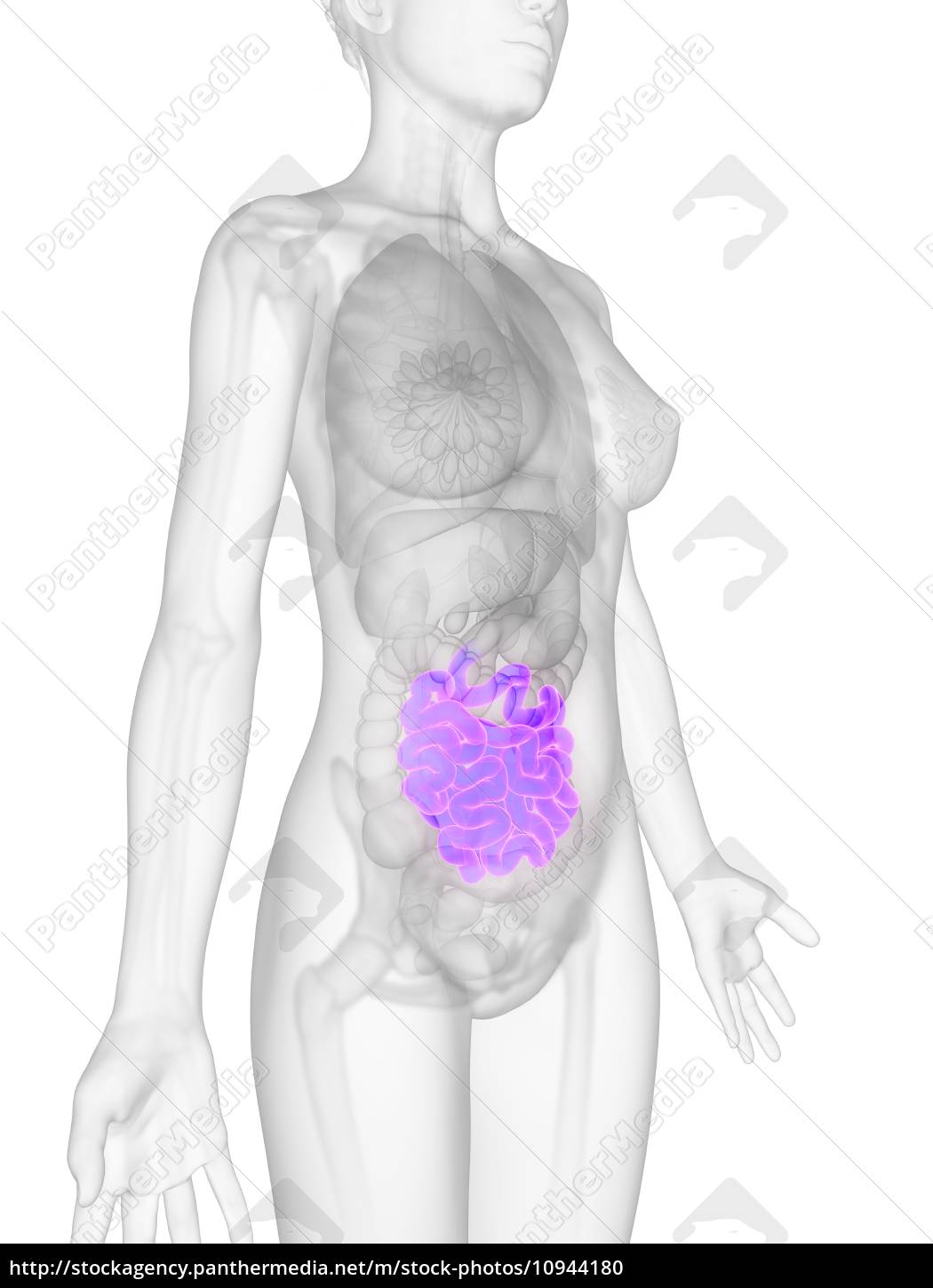 3d Darstellung Der Weiblichen Anatomie Darm Lizenzfreies Foto Bildagentur Panthermedia