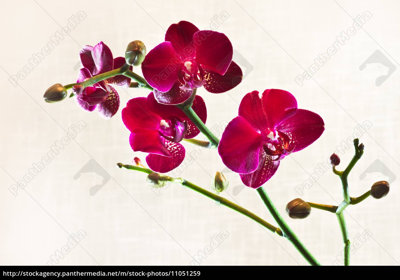 Rote Motte Orchidee Oder Phalaenopsis Blumen Stockfoto Bildagentur Panthermedia