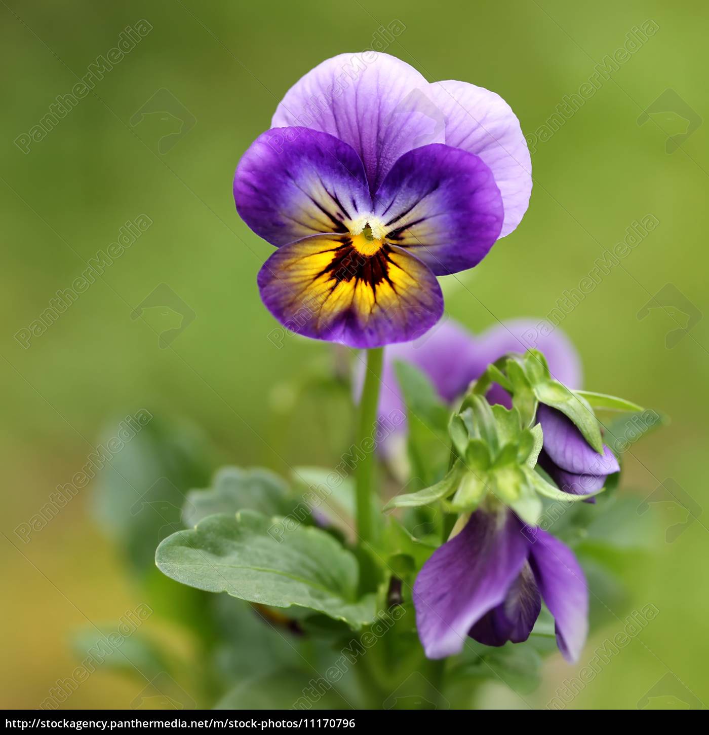 Garten Stiefmutterchen Pansy Lizenzfreies Foto 11170796 Bildagentur Panthermedia