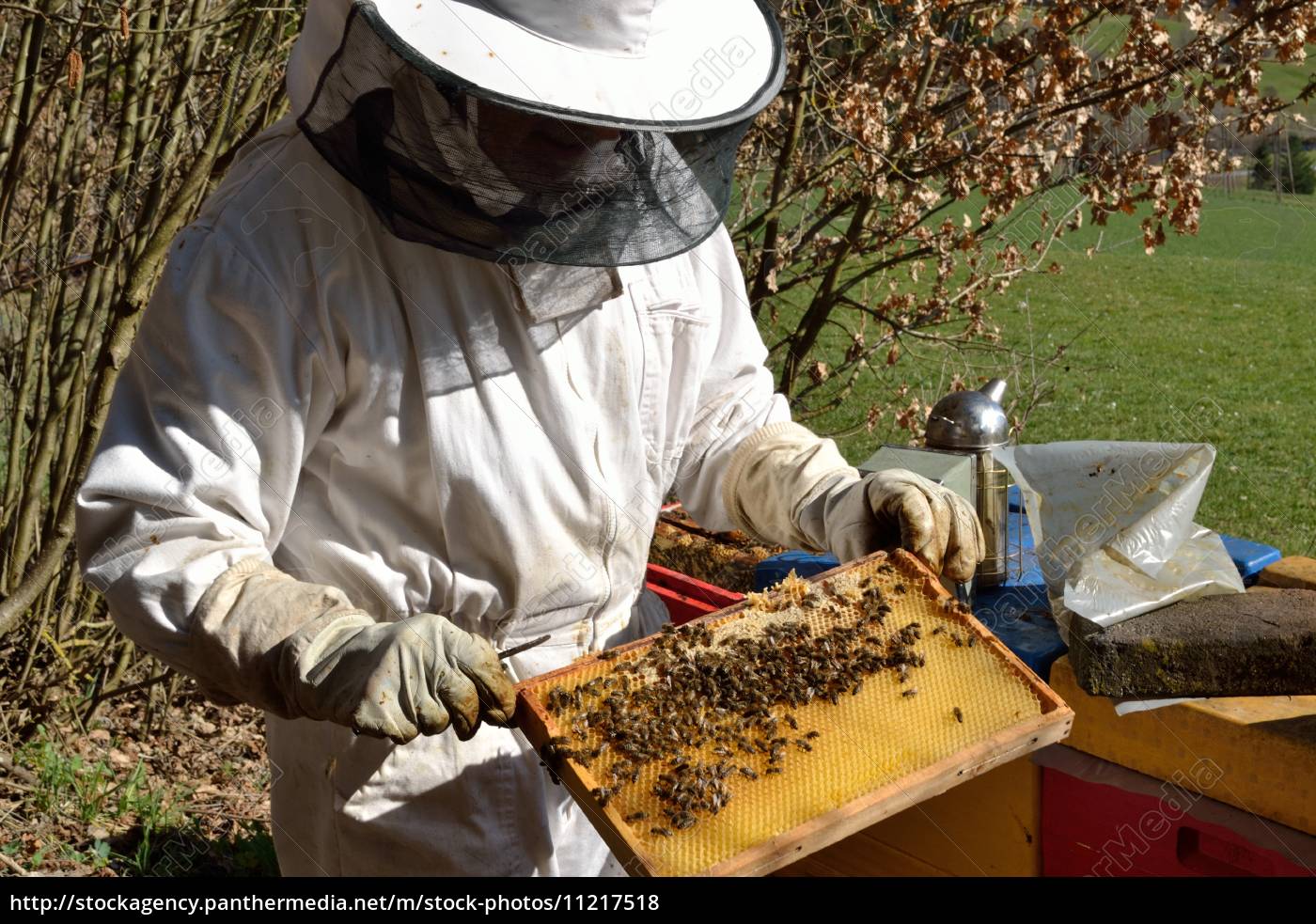 Imker Kontrolliert Bienenwabe Stock Photo Bildagentur Panthermedia