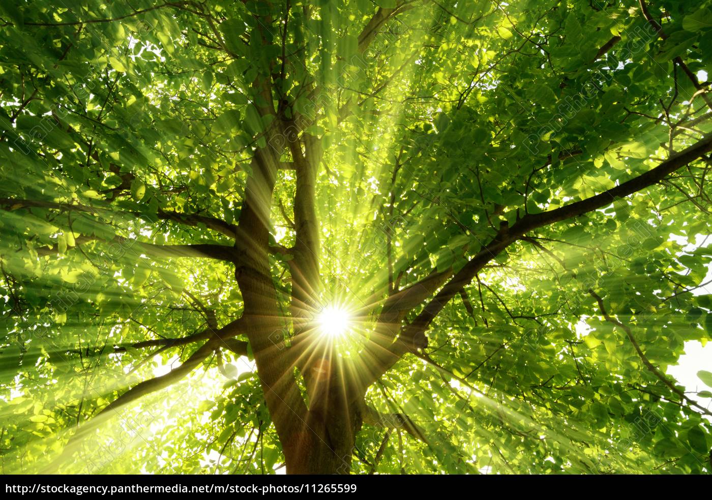 Sonne strahlt explosiv durch den Baum Lizenzfreies Bild