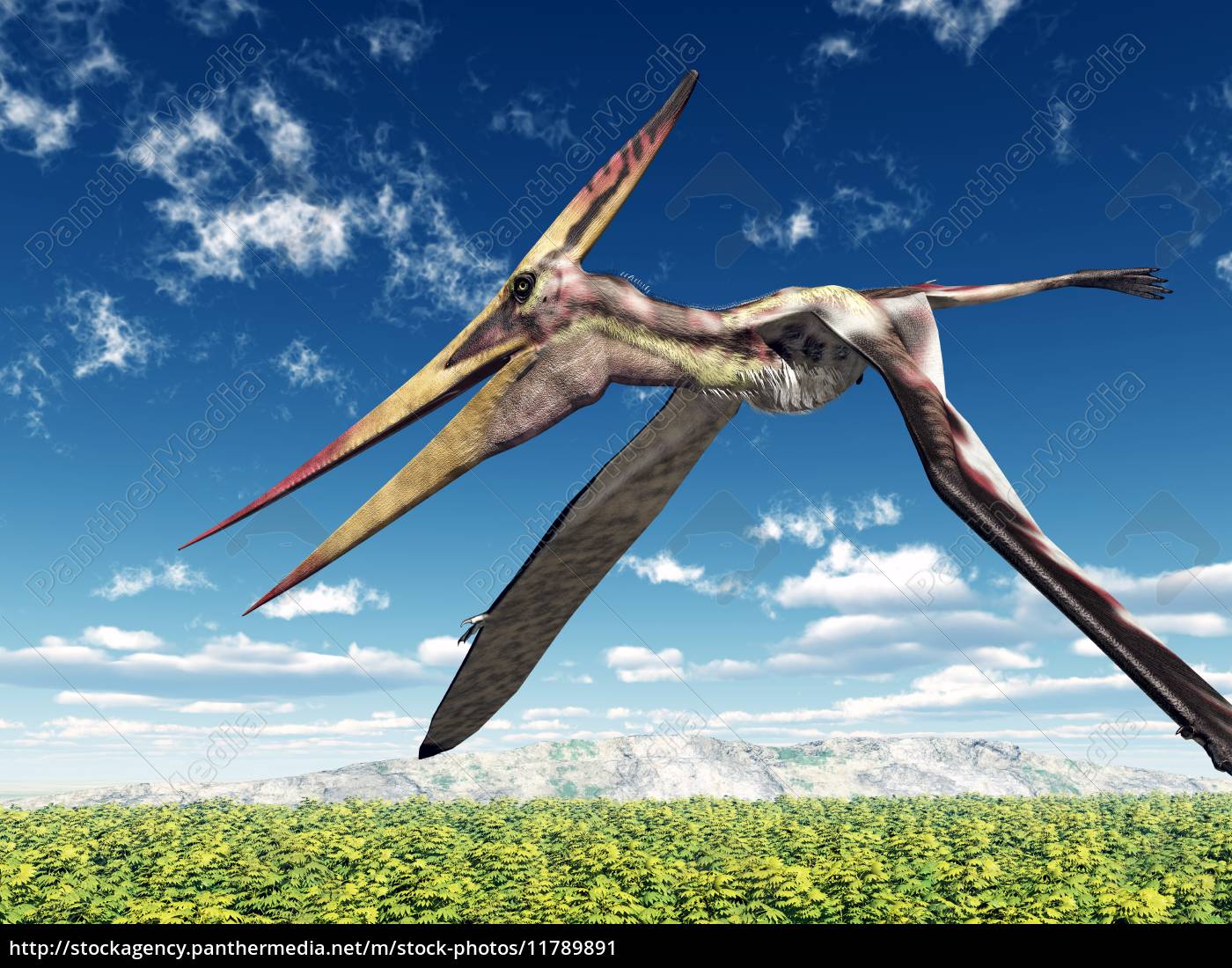 Flugsaurier Pteranodon - Lizenzfreies Bild - #11789891 | Bildagentur