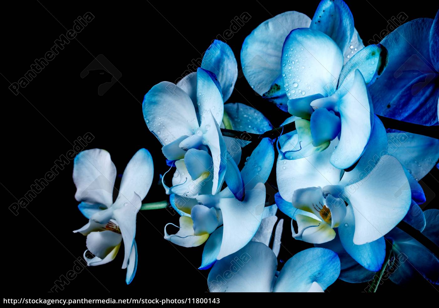 Blaue Orchidee Stockfoto 11800143 Bildagentur Panthermedia