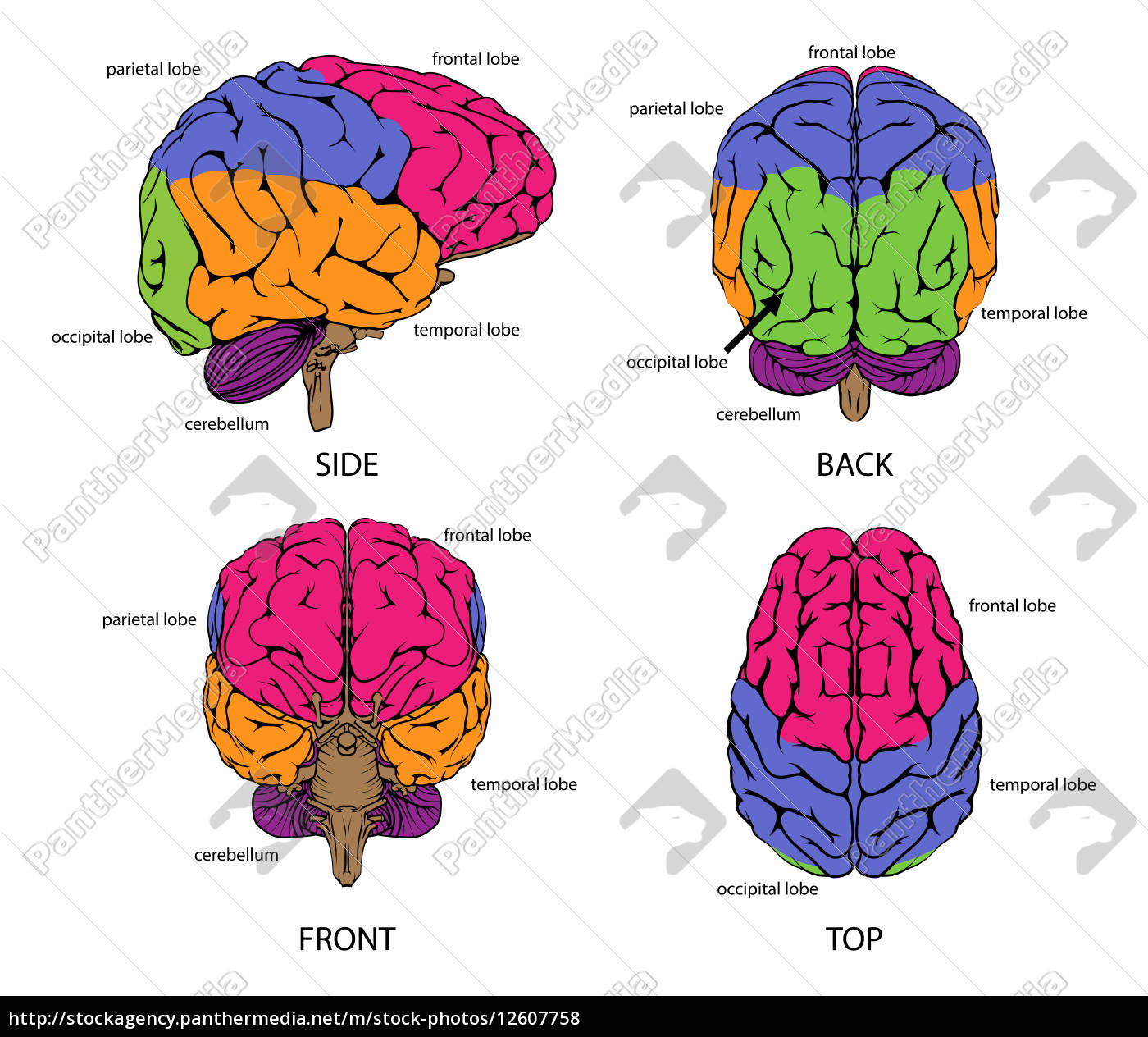 Menschliches Gehirn Von Allen Seiten Stockfoto Bildagentur Panthermedia