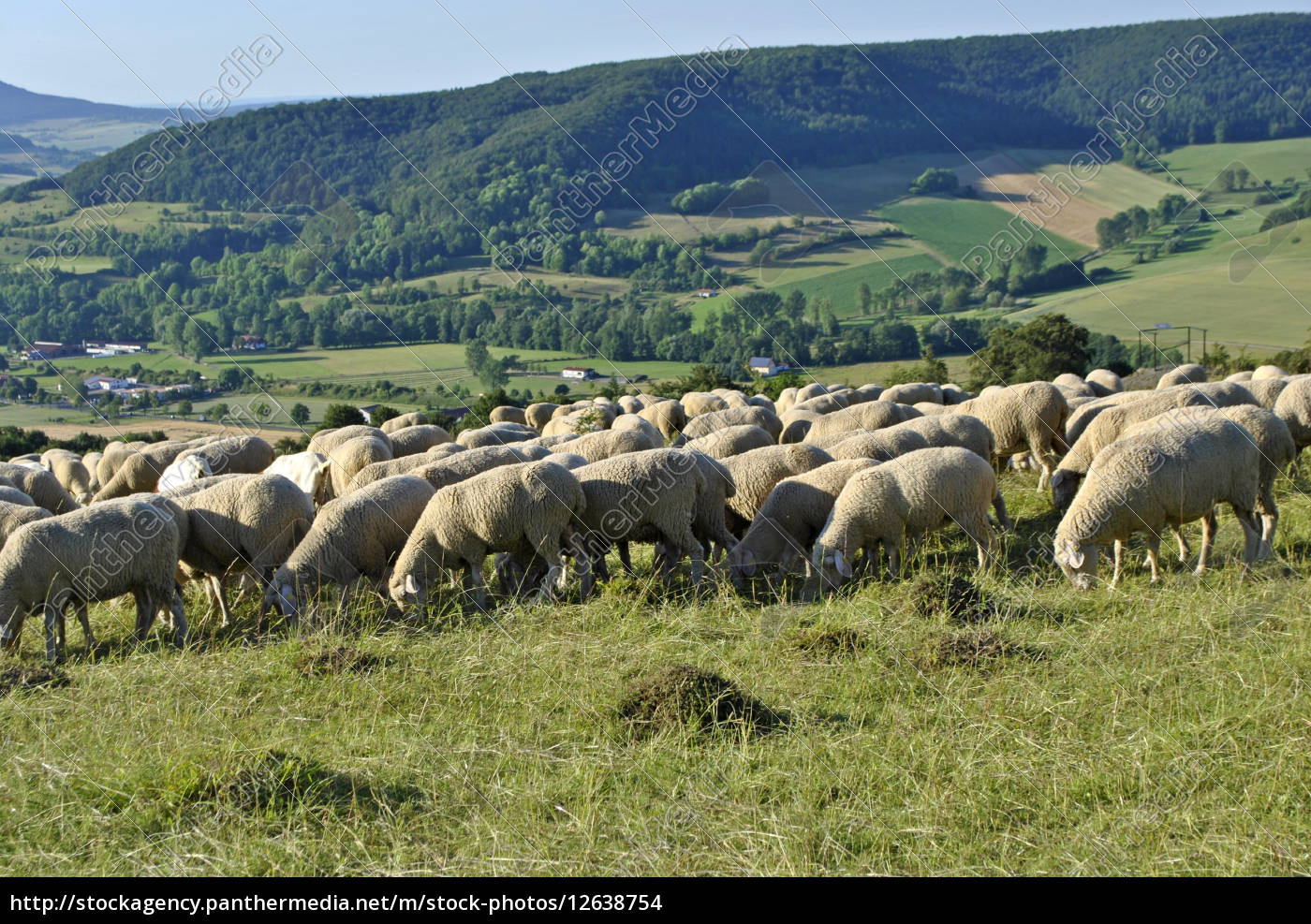 Schafherde In Der Rhon Stockfoto Bildagentur Panthermedia