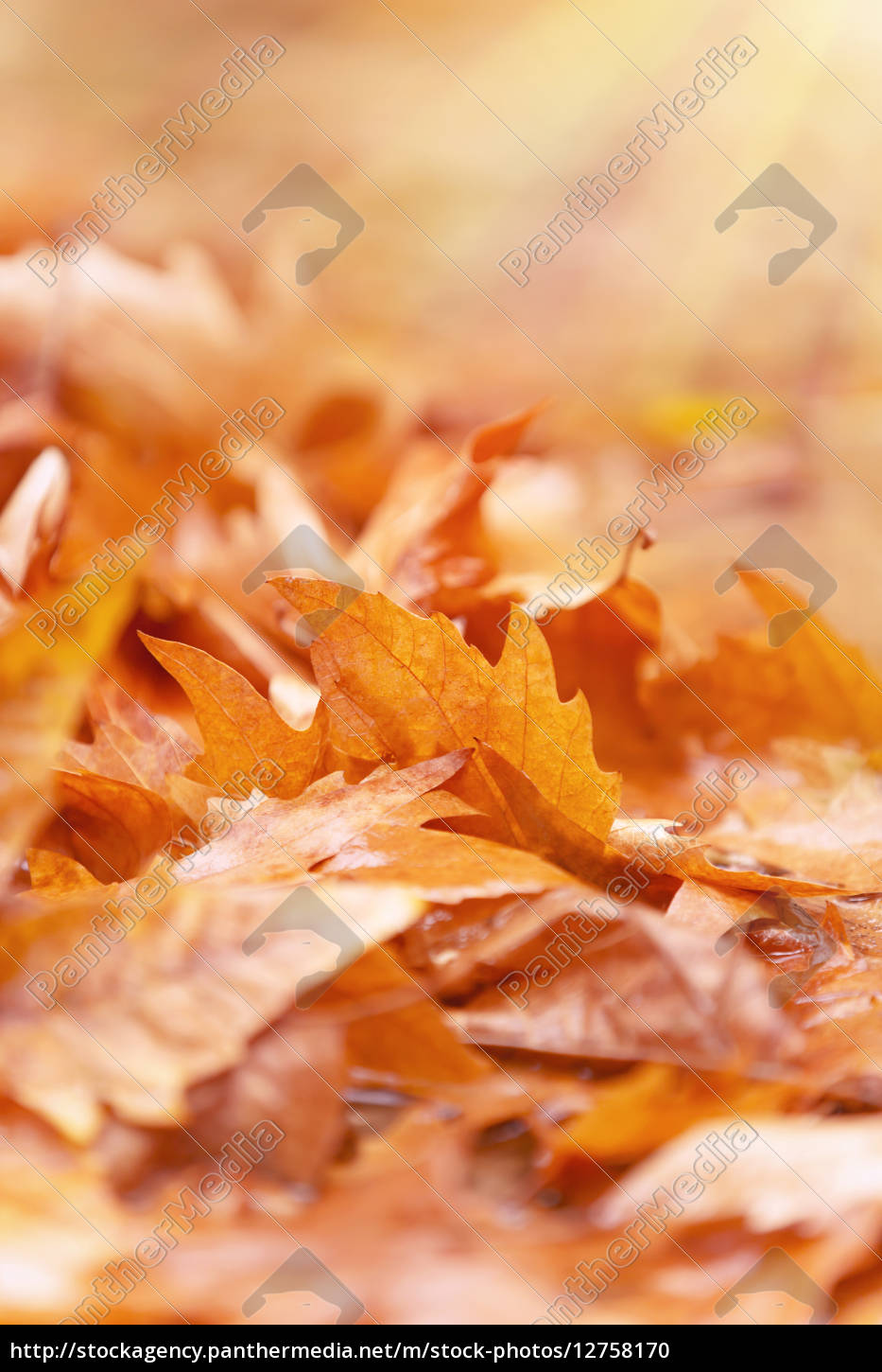 Schone Herbst Hintergrund Stock Photo Bildagentur Panthermedia