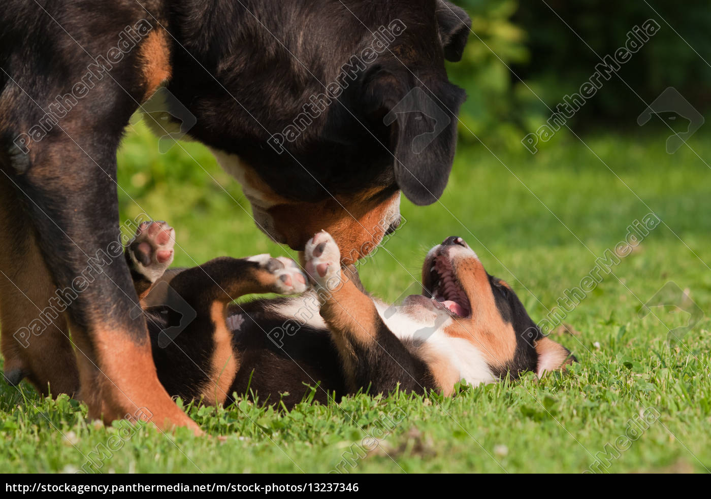 Hund Sennenhund Welpe Baby Kind Tierbaby Hundebaby Stock Photo Bildagentur Panthermedia