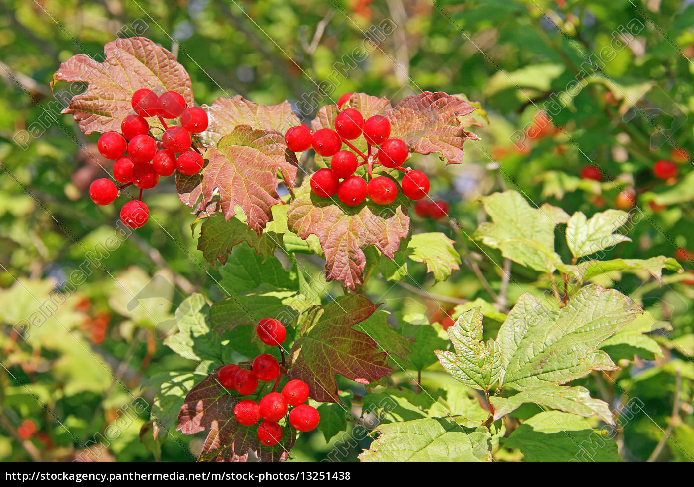 Beeren des Gewöhnlichen Schneeballs Viburnum opulus - Stockfoto ...