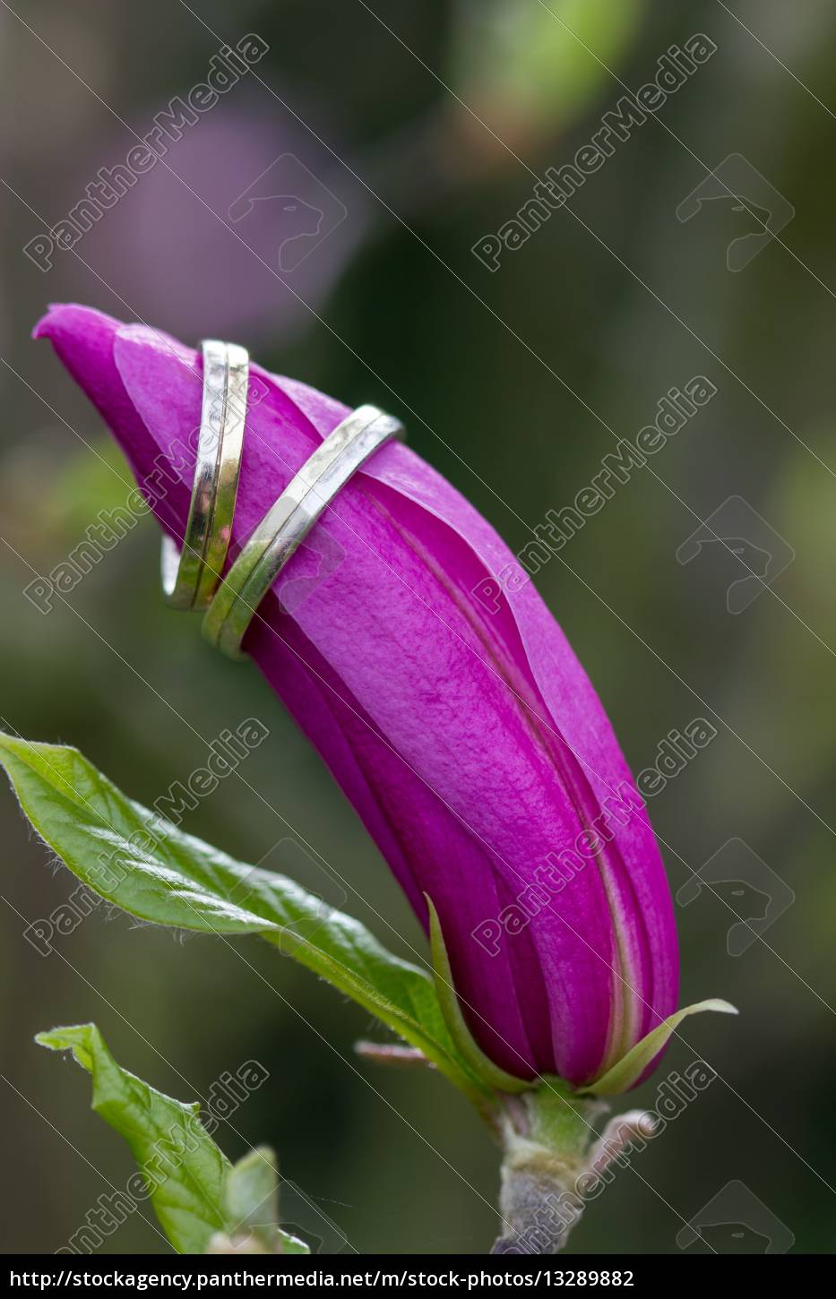 Magnolie Mit Eheringen Stock Photo 1328 Bildagentur Panthermedia