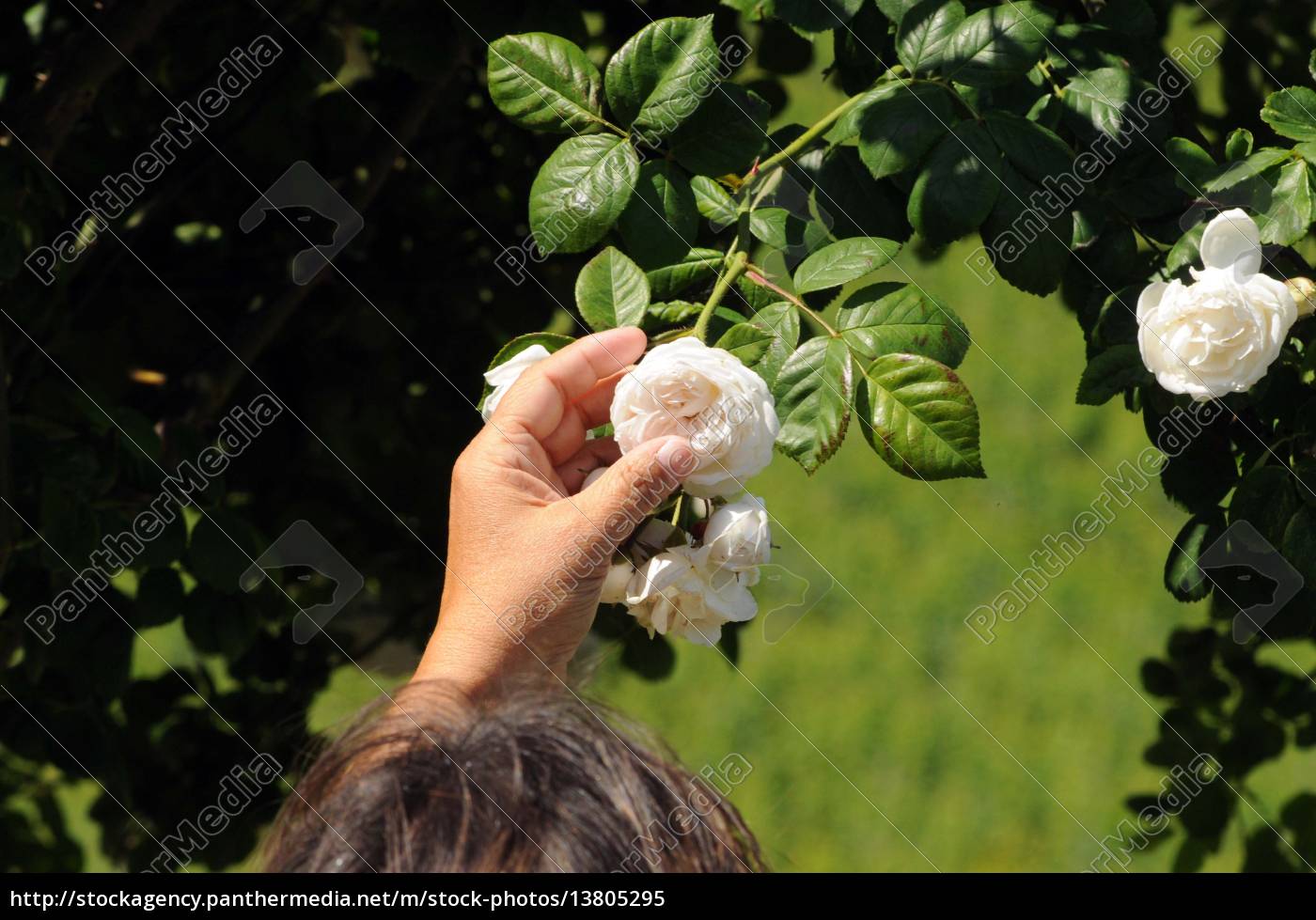 Rosengarten Rosenbeet Garten Gartenanlage Rose Rosen Stockfoto 13805295 Bildagentur Panthermedia