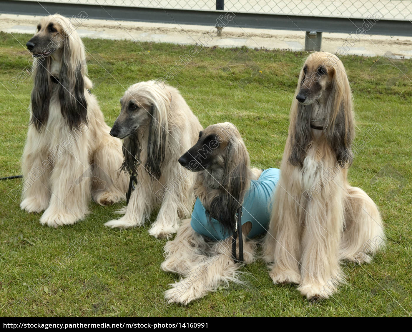 Afghane Afghanischer Windhund Hund Lizenzfreies Bild 14160991