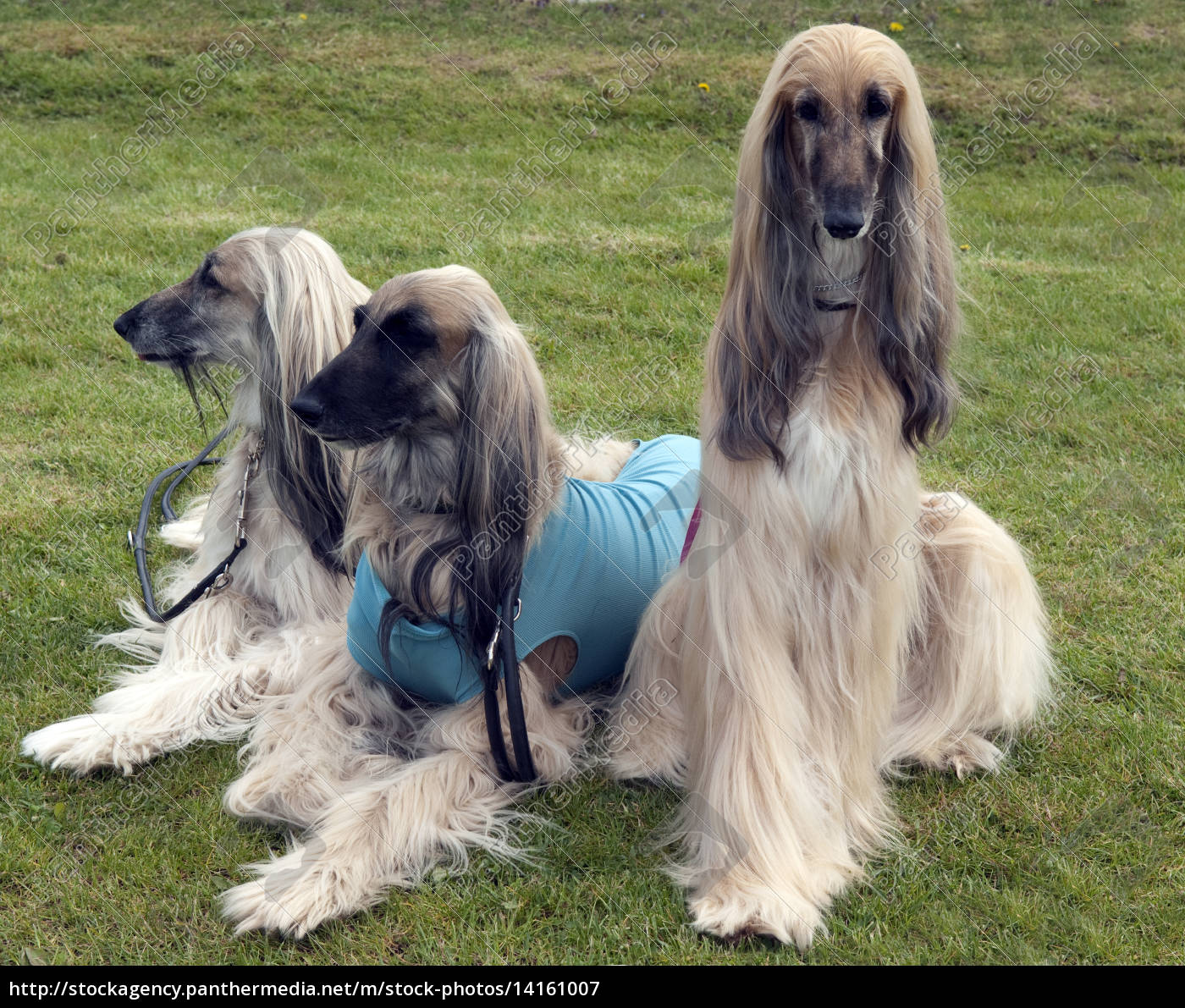 Afghane; Afghanischer; Windhund; Hund; Lizenzfreies Bild 14161007