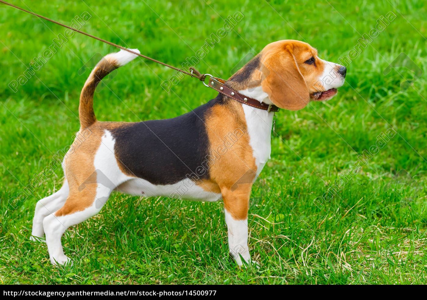hund rasse beagle stehend auf dem grünen rasen Stockfoto 14500977