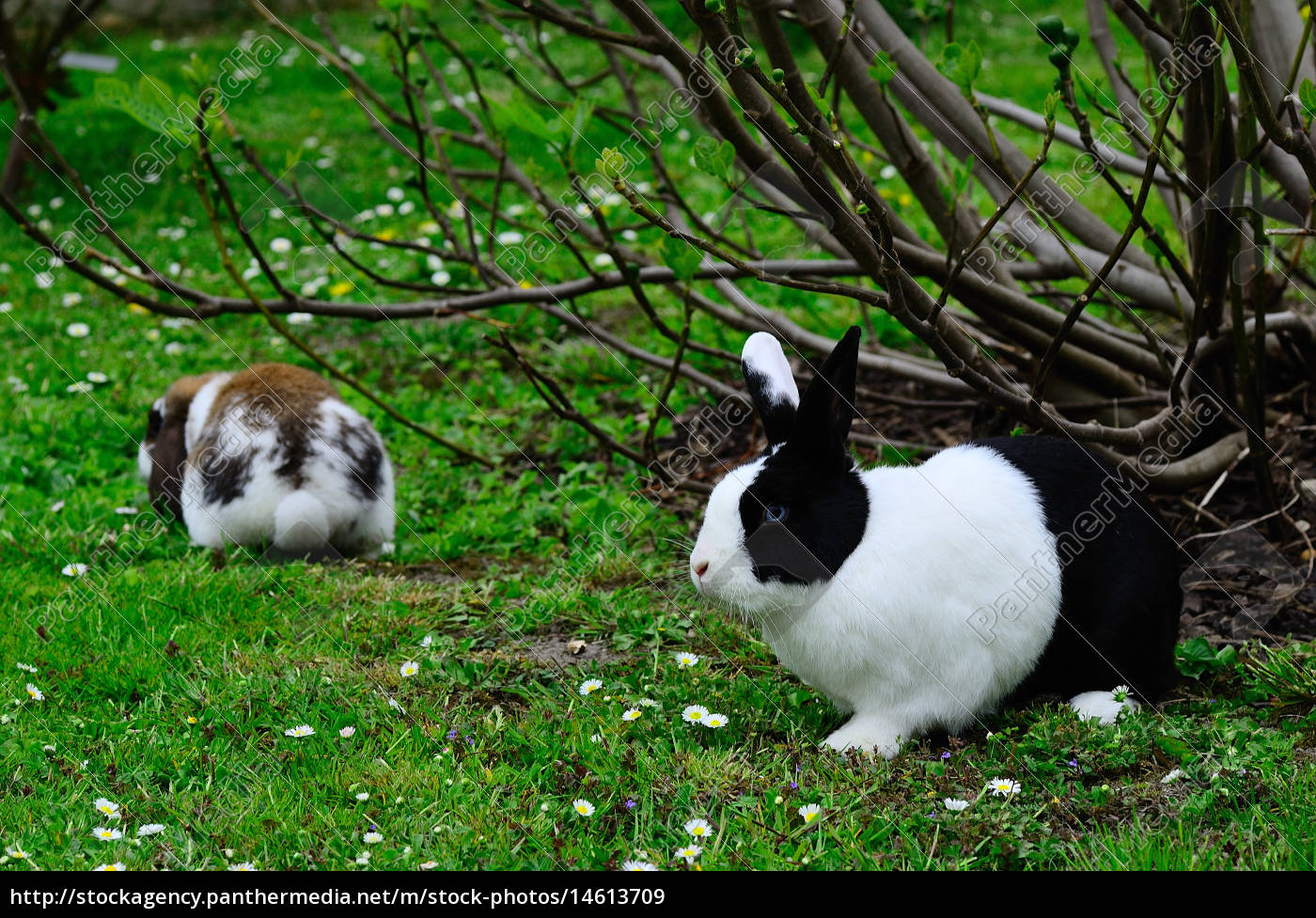 Zwei Hasen Im Garten Und Sommer Lizenzfreies Bild 14613709