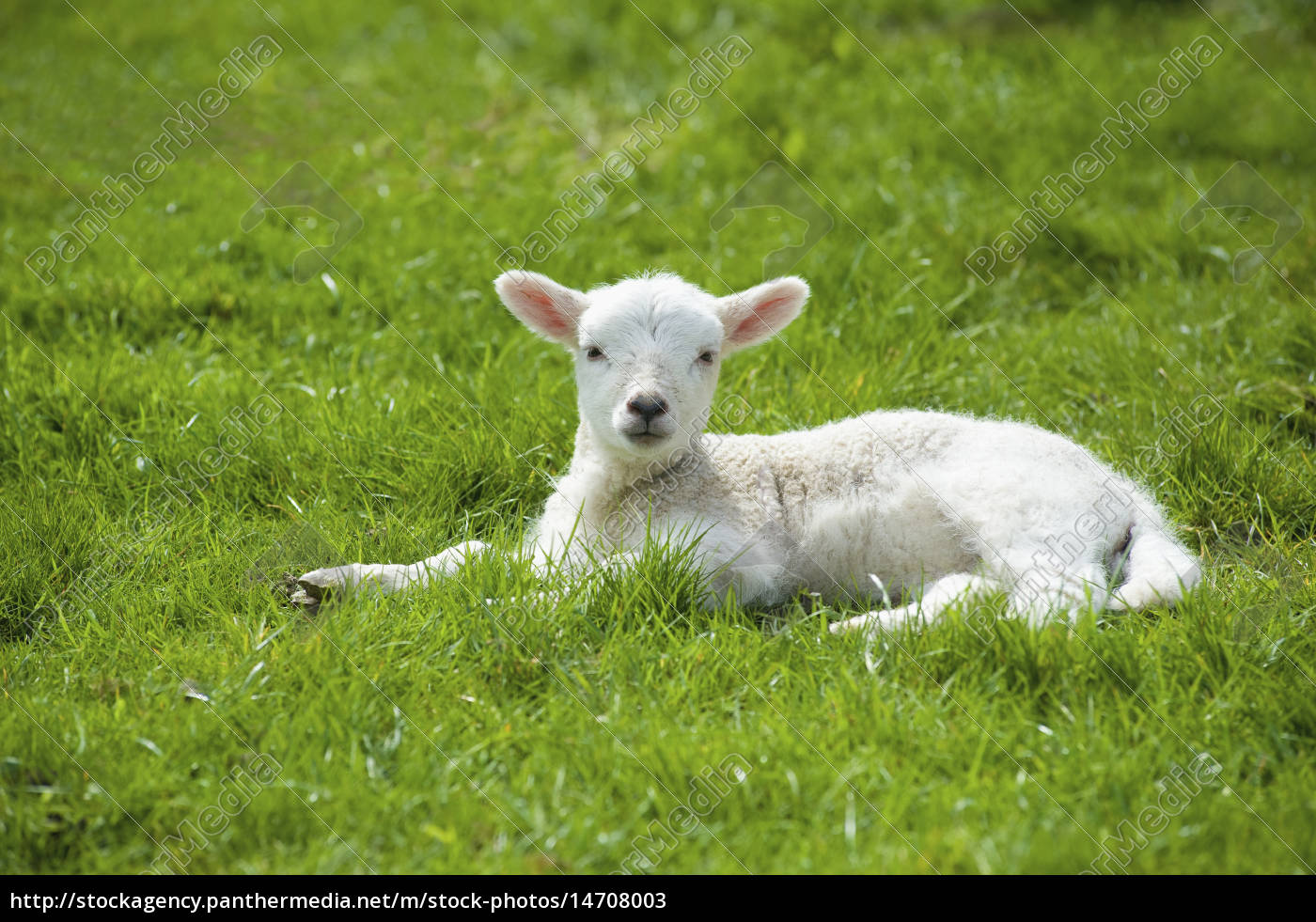 ein kleines junges lamm mit weißem fell,das auf dem - Lizenzfreies Bild ...