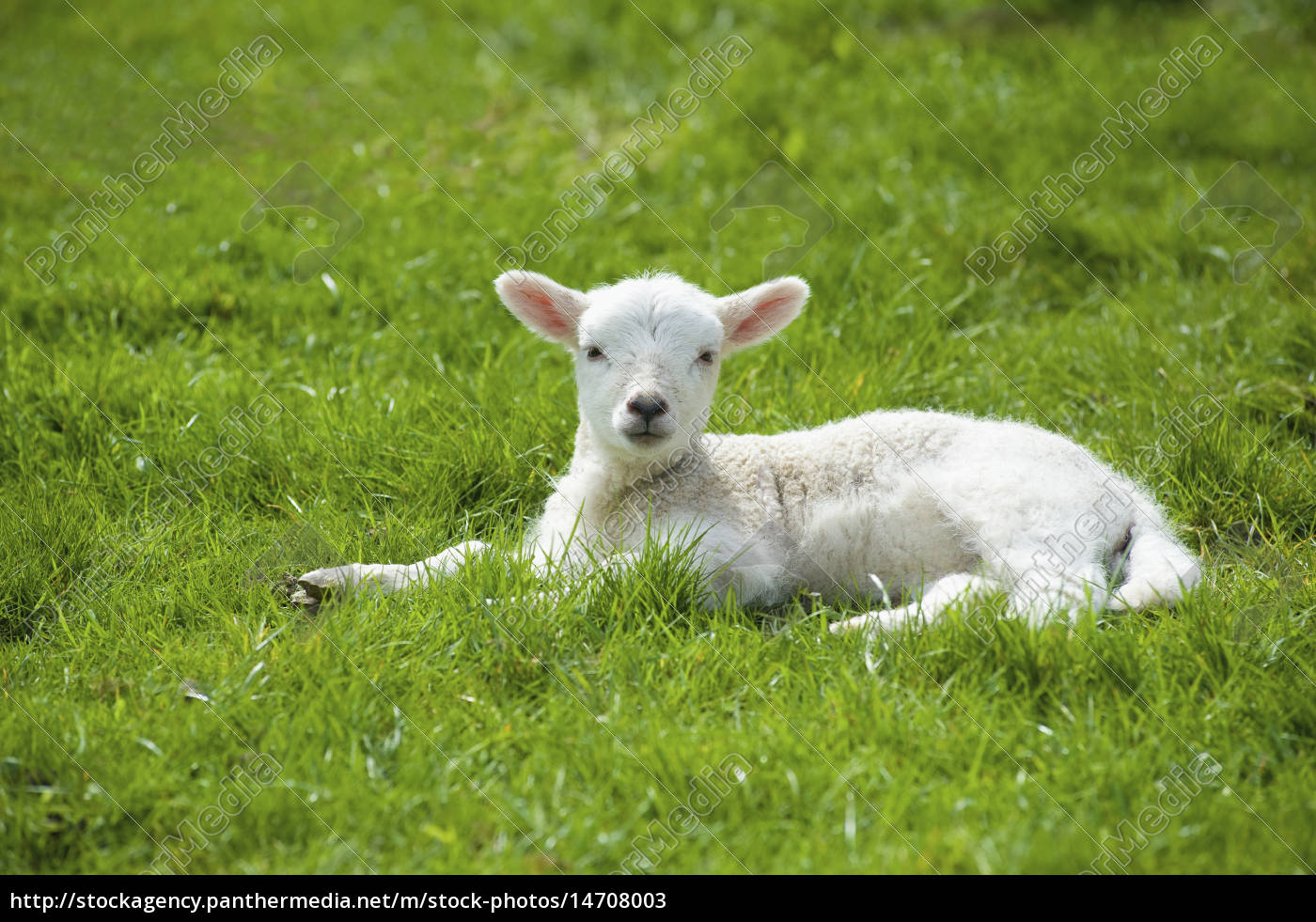 ein kleines junges lamm mit weißem fell das auf dem - Lizenzfreies Bild ...