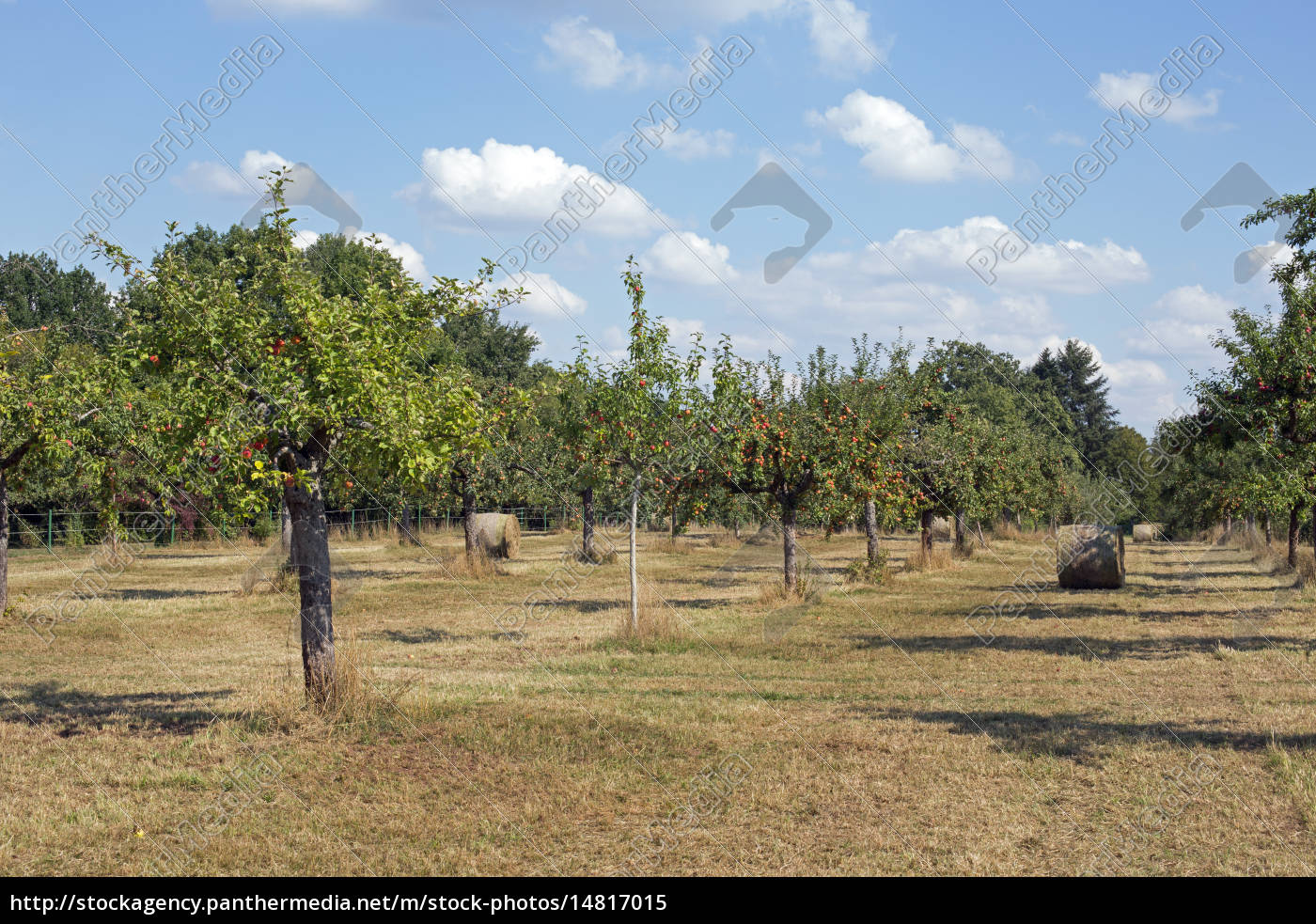 Eine Streuobstwiese Mit Heurollen Vor Der Ernte Stockfoto 14817015 Bildagentur Panthermedia