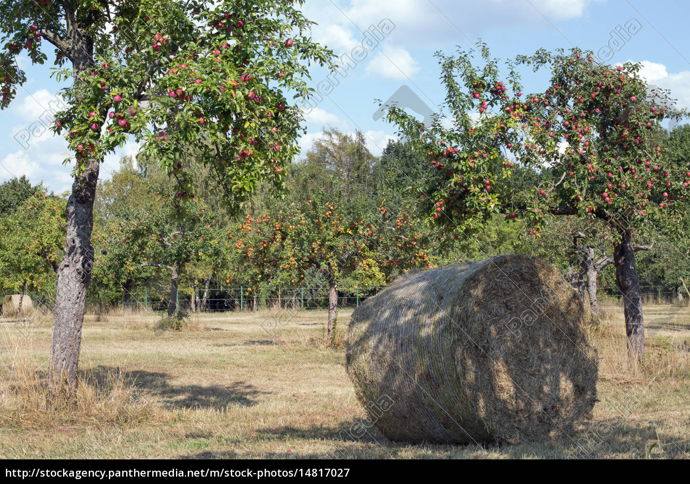 Eine Streuobstwiese Mit Heurollen Vor Der Ernte Stockfoto 14817027 Bildagentur Panthermedia