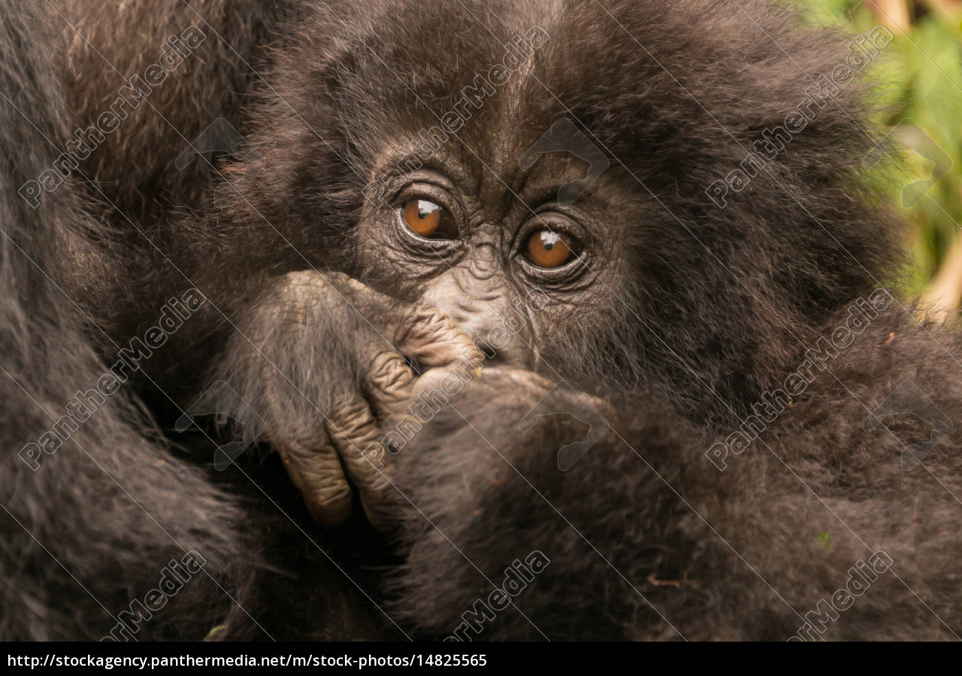 Baby Gorilla Close Up Versteckt Mund Mit Den Handen Stockfoto Bildagentur Panthermedia