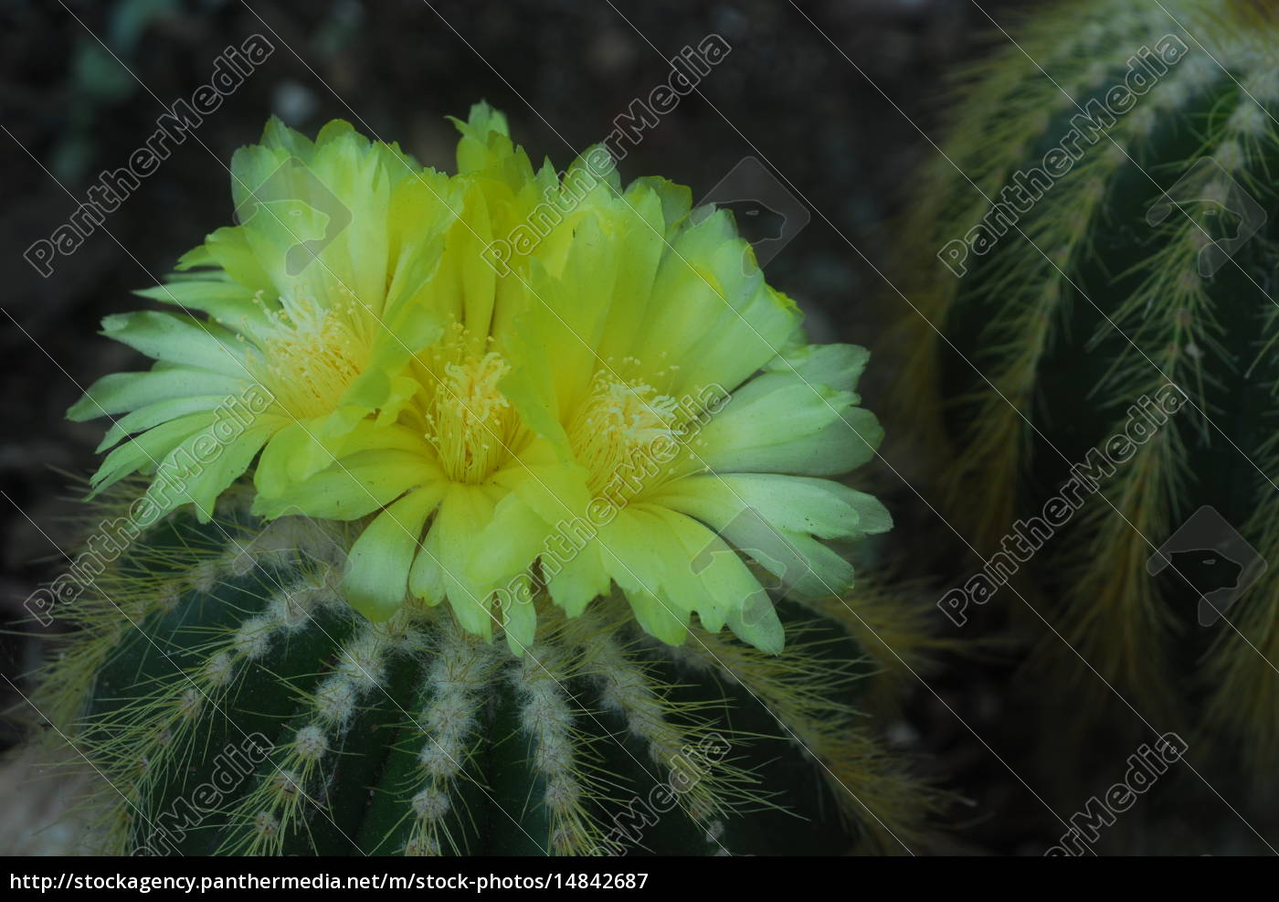 yellow Cactus Flower   Lizenzfreies Bild   20   Bildagentur ...