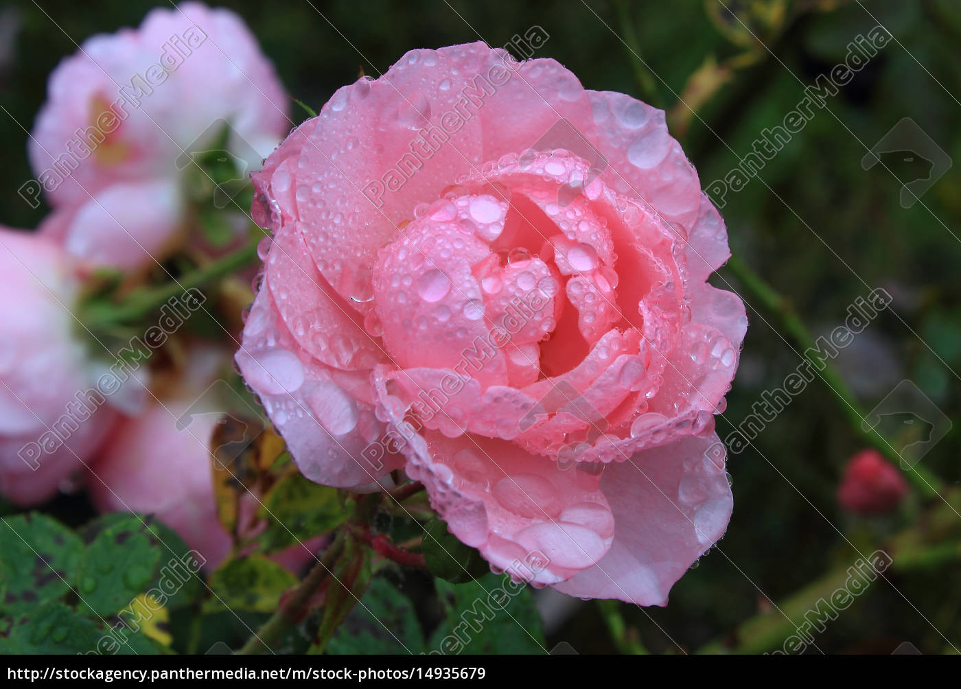 Rose Blute Mit Regentropfen Lizenzfreies Bild 14935679 Bildagentur Panthermedia