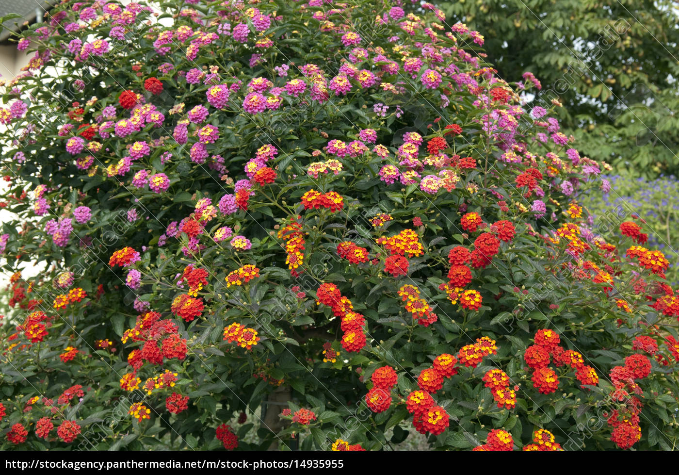 Wandelroeschen Lantana Camara Wandelrosen Lizenzfreies Bild Bildagentur Panthermedia