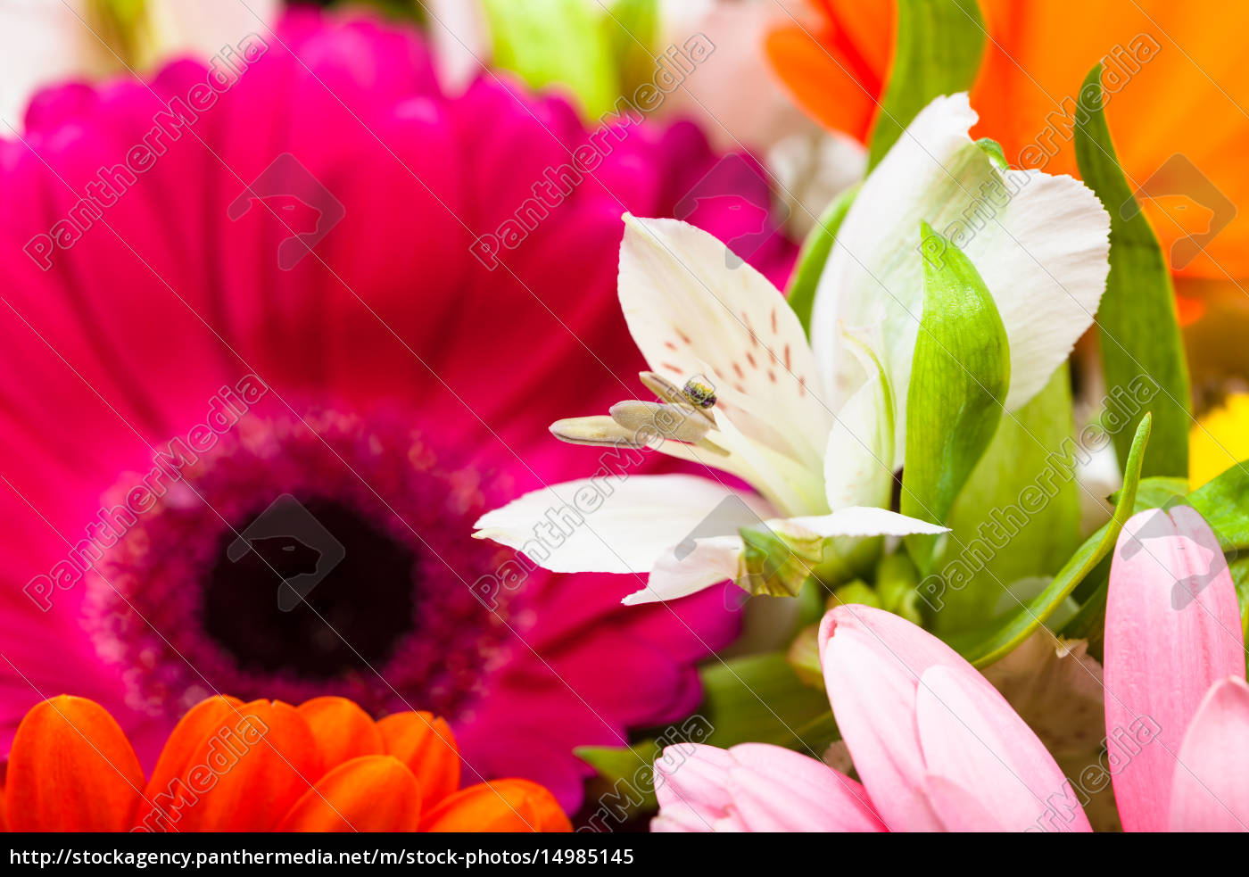 Weisse Lilie Bluhen In Gerbera Blumen Bouquet Lizenzfreies Bild Bildagentur Panthermedia