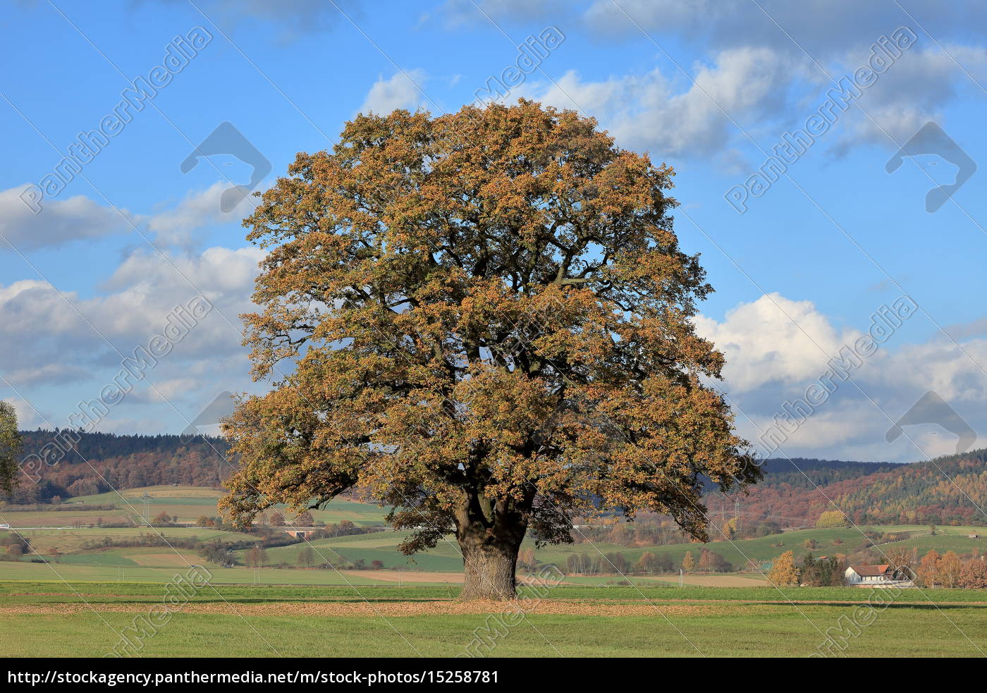 Alte Eiche Im Goldenen Herbst Lizenzfreies Bild Bildagentur Panthermedia