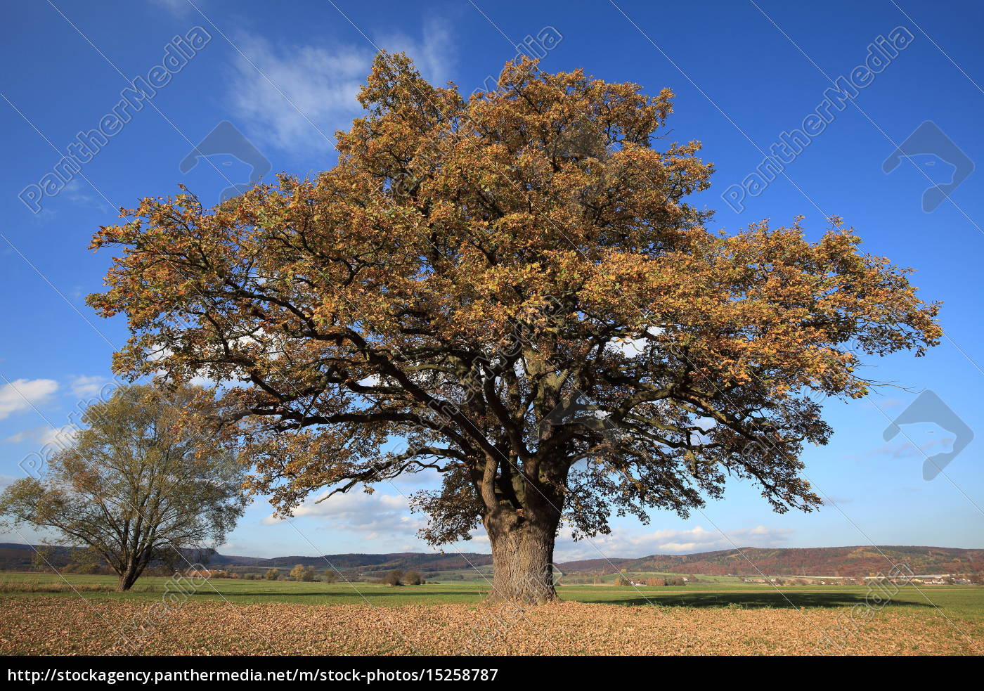 Alte Eiche Im Goldenen Herbst Lizenzfreies Bild Bildagentur Panthermedia