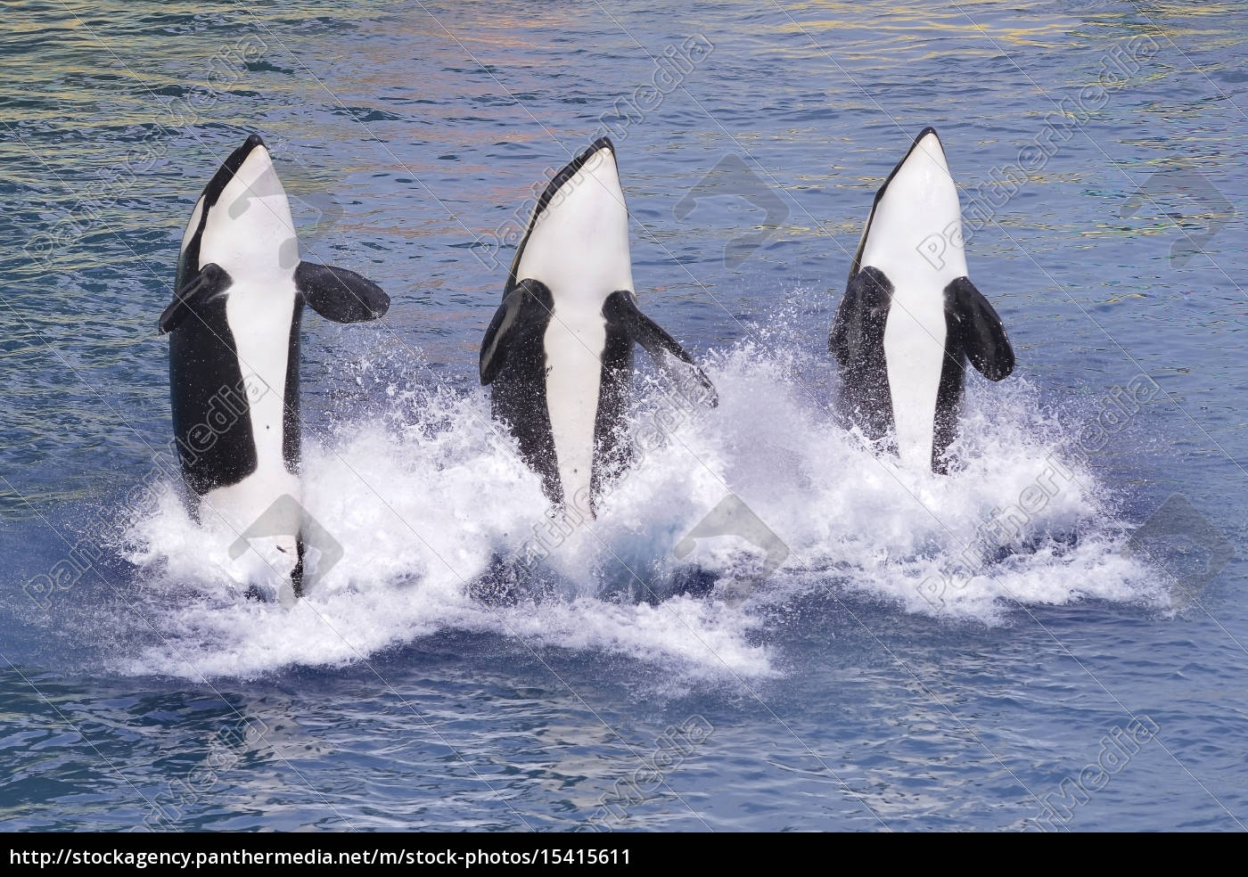 Killerwale Aus Dem Wasser Springen Stockfoto 15415611 Bildagentur Panthermedia