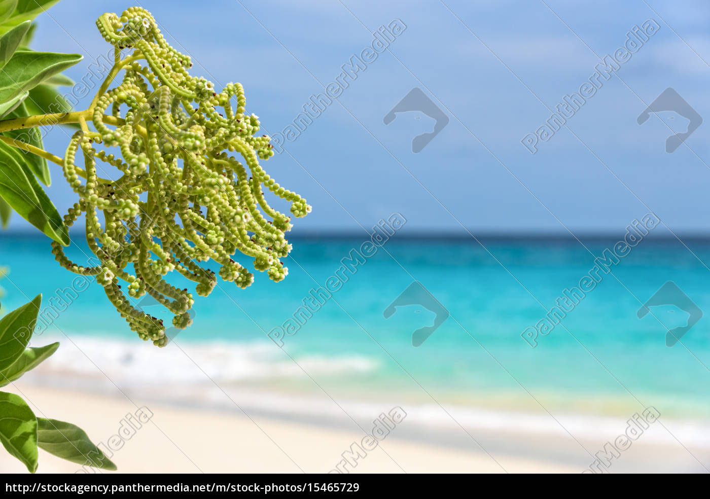 Blume Des Argusia Argentea Meer Als Hintergrund Stockfoto Bildagentur Panthermedia