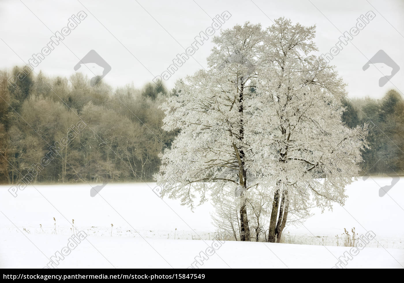 Kahler Baum Mit Raureif Lizenzfreies Bild Bildagentur Panthermedia