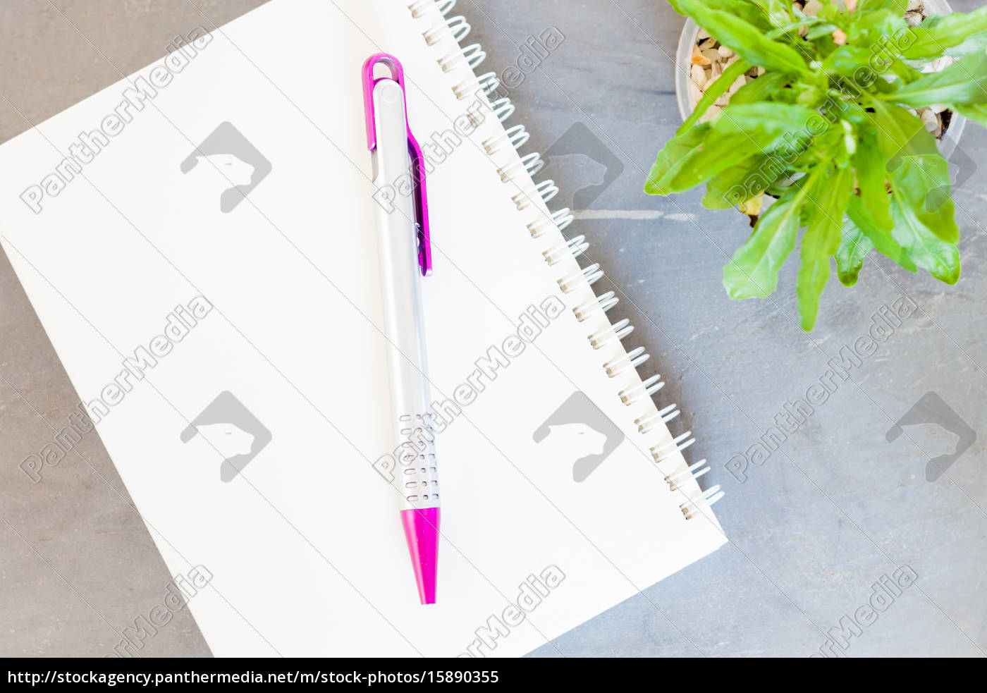 Notizblock Stift Und Grune Pflanze Auf Grauem Stockfoto Bildagentur Panthermedia