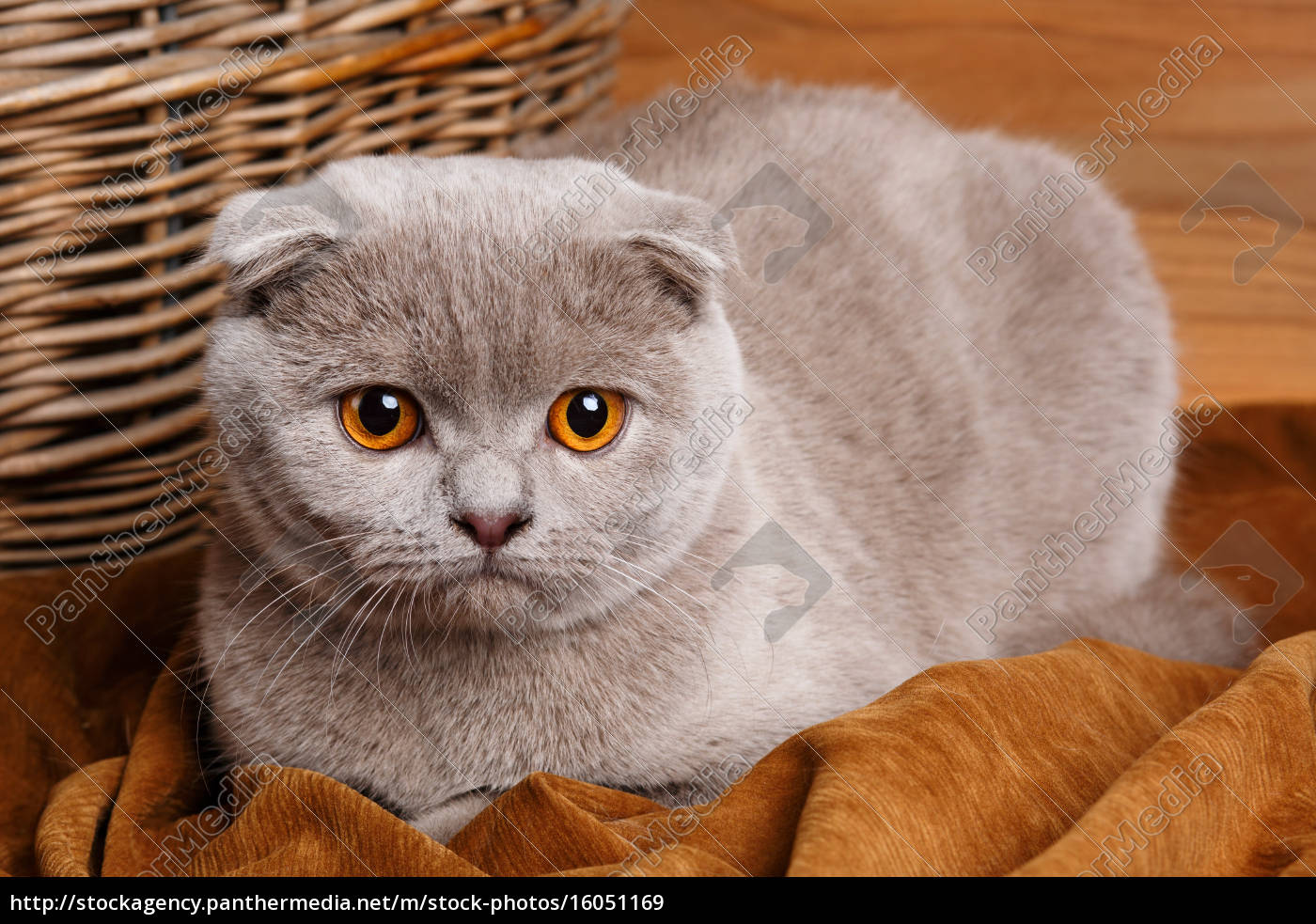 Graue Katze Mit Gelben Augen Scottish Fold Lizenzfreies Bild Bildagentur Panthermedia