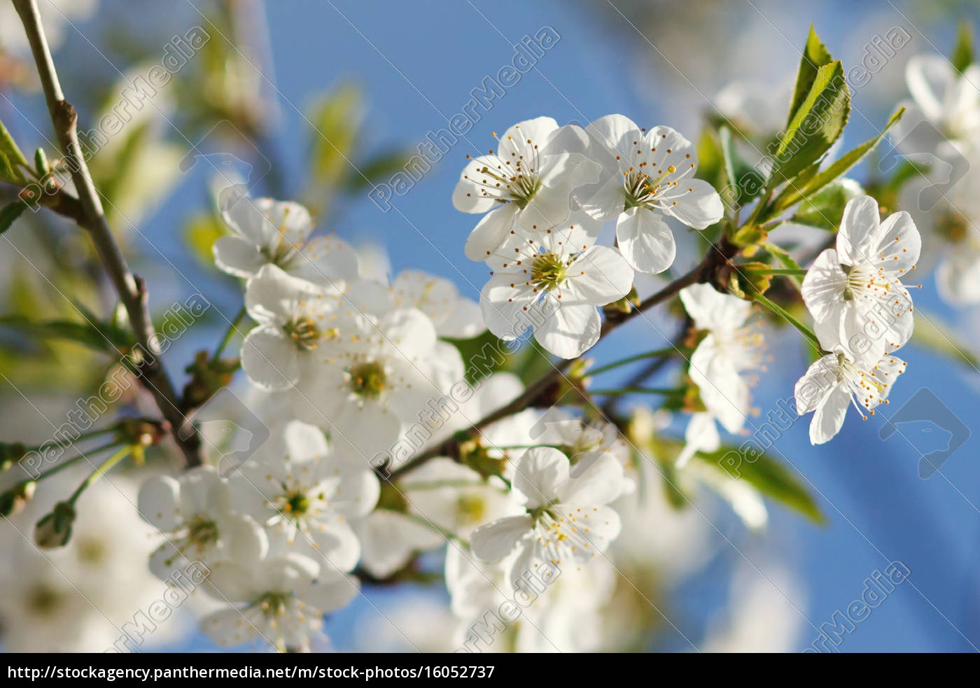 Dekoration Leinwandbild Weisse Blumen Am Bluhen Kabtel Mk