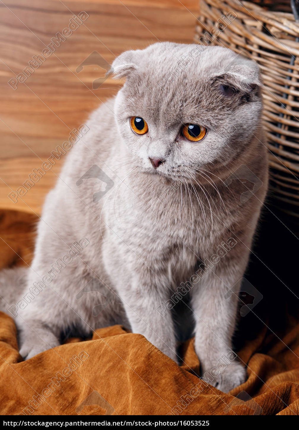 Graue Katze Mit Gelben Augen Scottish Fold Stockfoto Bildagentur Panthermedia