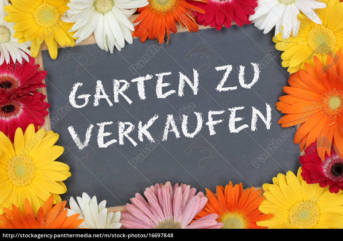 Garten Zu Verkaufen Verkauf Mit Bunten Blumen Blume Lizenzfreies Foto 16697848 Bildagentur Panthermedia