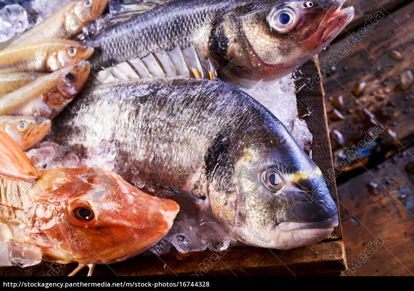 Freshly Caught Variety Of Edible Saltwater Fish Lizenzfreies Foto