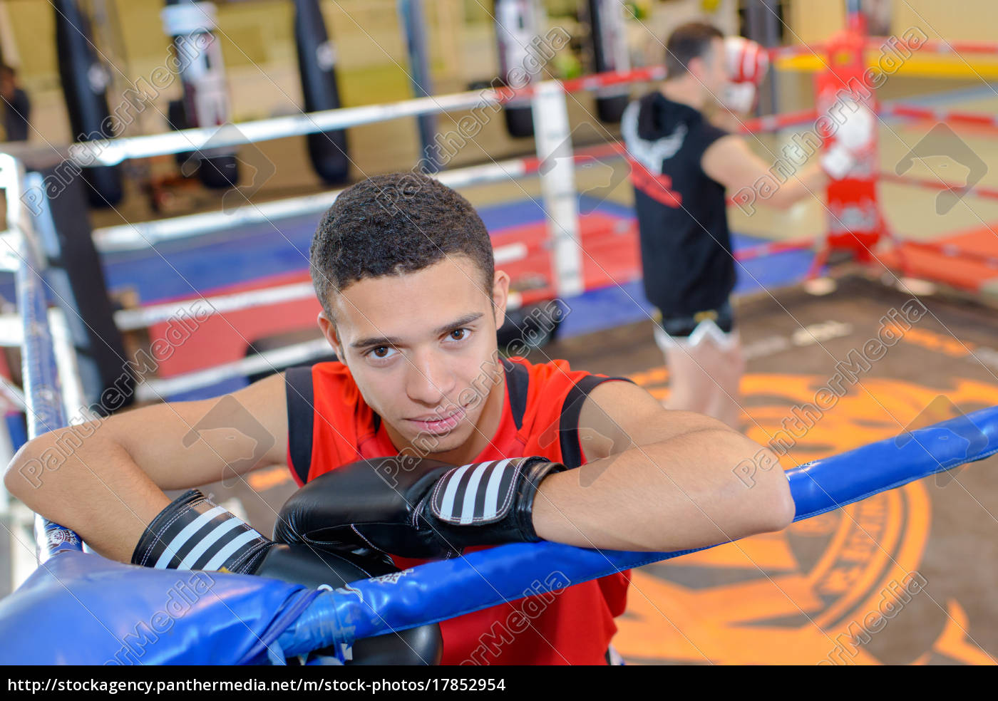 Junger Boxer Im Ring Stock Photo Bildagentur Panthermedia