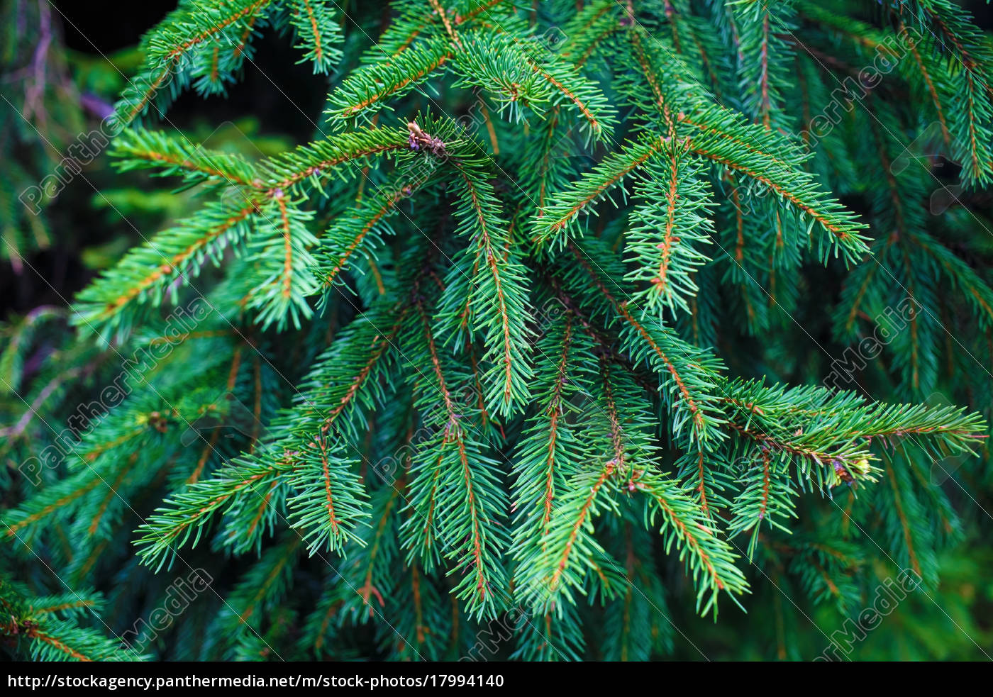 tannenbaum zweig hintergrund Lizenzfreies Foto 17994140 Bildagentur PantherMedia