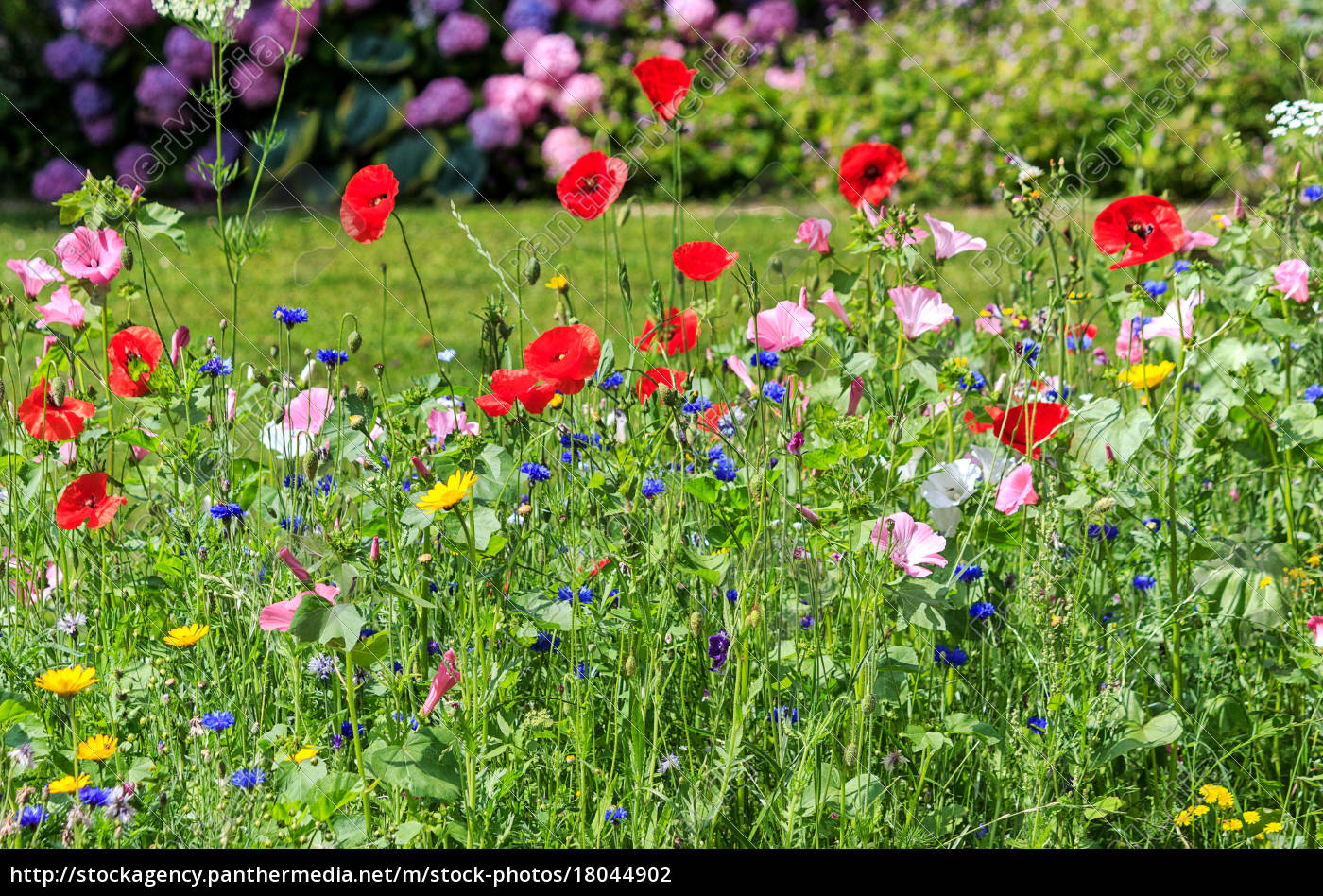 Bunte Wildblumen auf der Sommerwiese in einem Garten