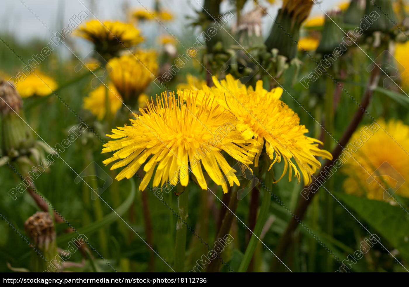 Gelbe Blumen Auf Einer Wiese Lizenzfreies Foto Bildagentur Panthermedia