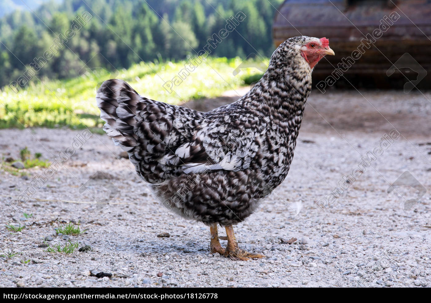 Ein Schwarz Weiss Gesprenkeltes Huhn In Freilandhaltung Stock Photo 18126778 Bildagentur Panthermedia