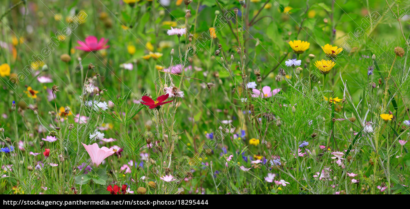 Bunte Blumenwiese Lizenzfreies Foto Bildagentur Panthermedia