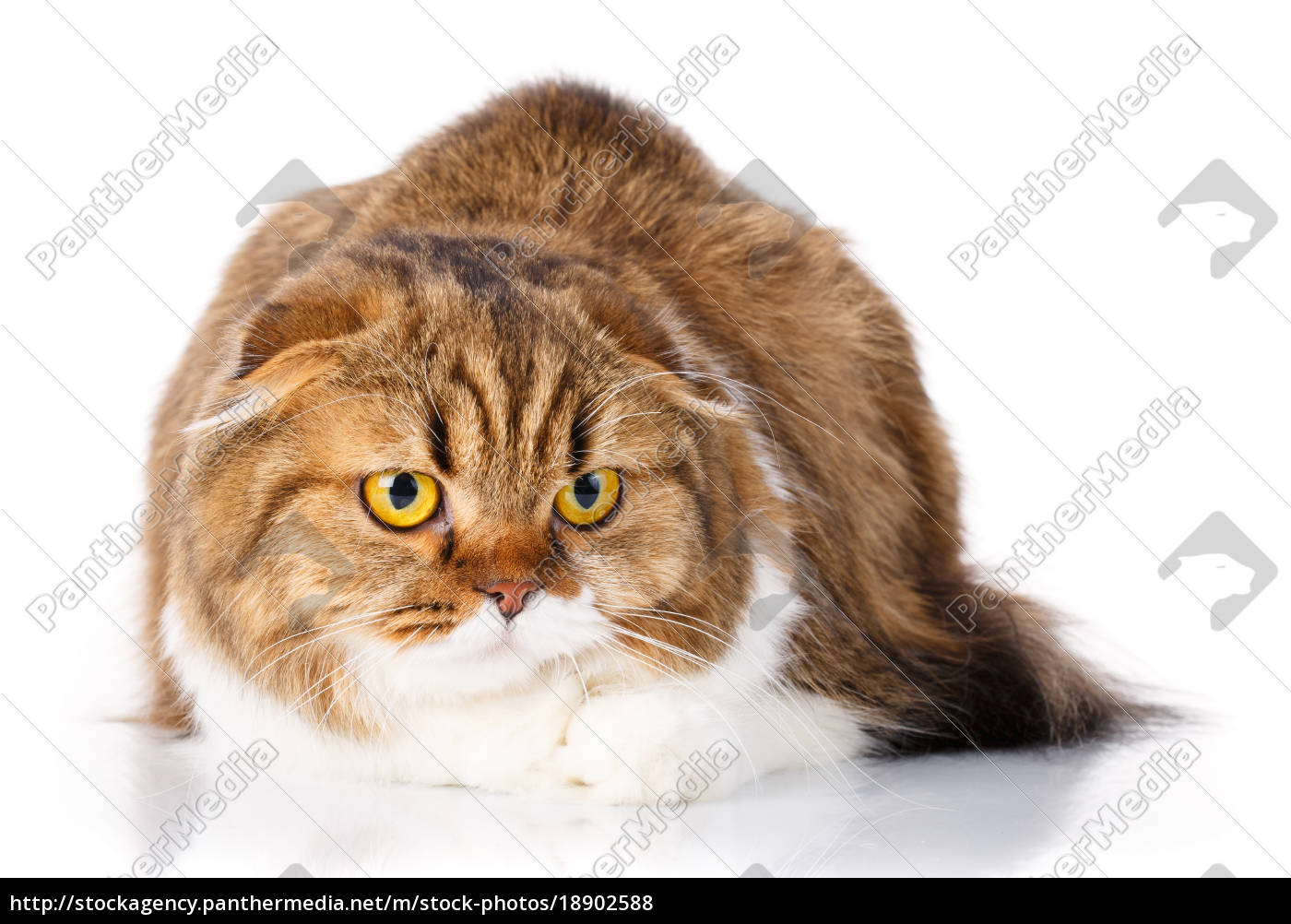 Lizenzfreies Foto 18902588 Ernst Scottish Fold Katze Liegend Auf Weißem Hintergrund