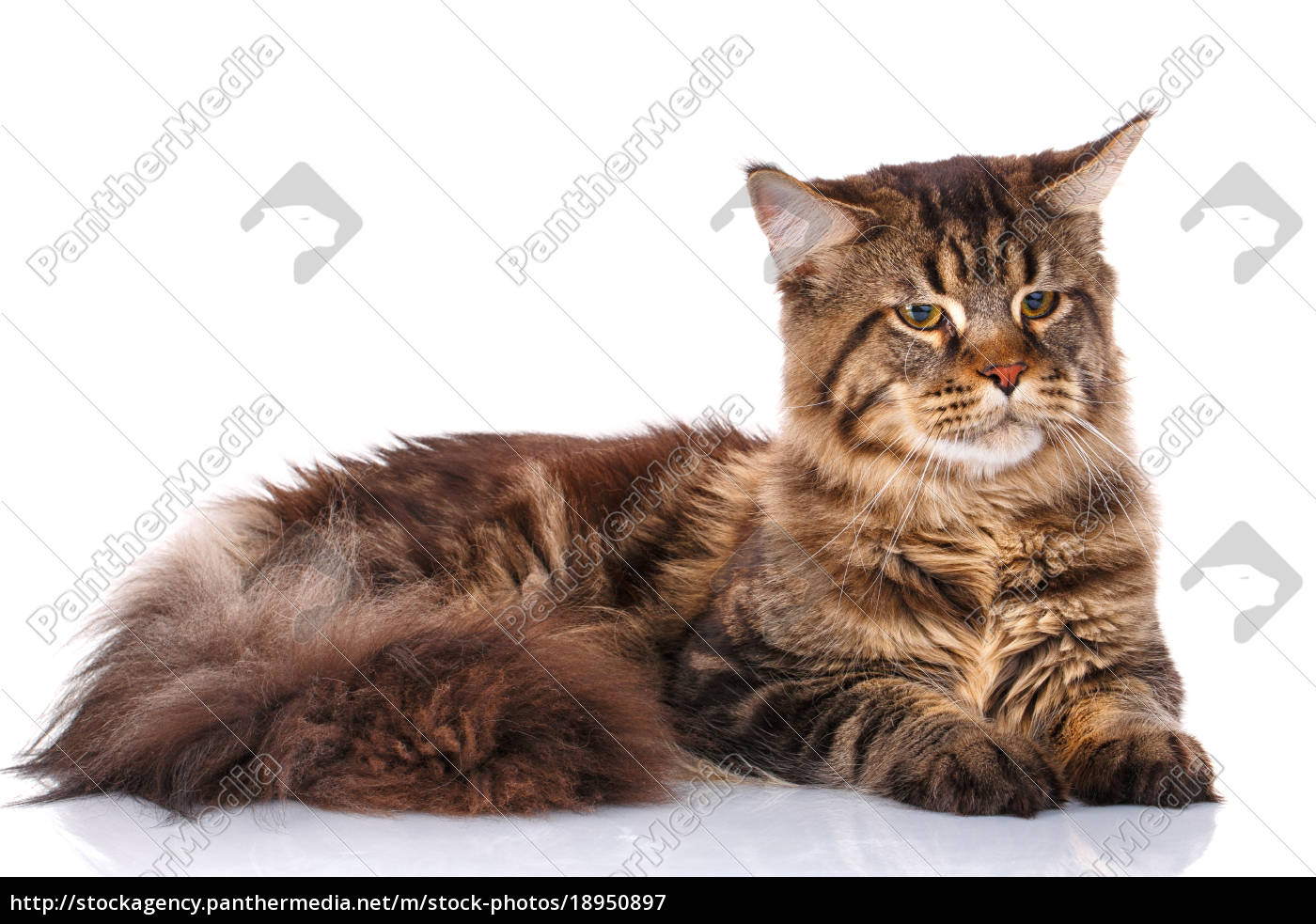 Lizenzfreies Bild 18950897 Maine Coon Katze Isoliert Auf Weiß