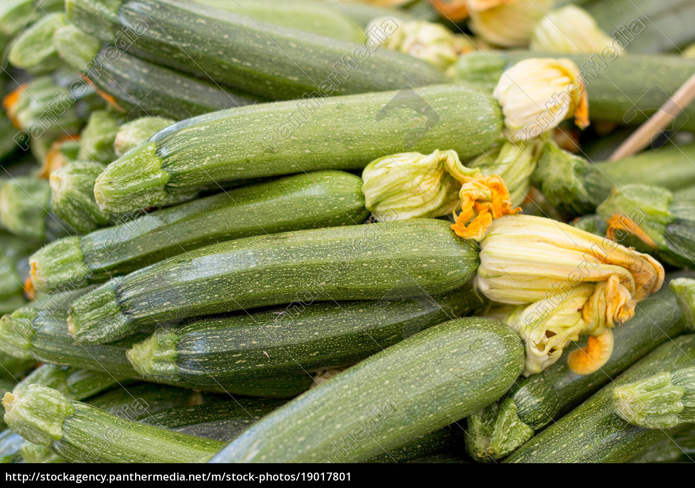 zucchini mit blumen - Stockfoto - #19017801 | Bildagentur PantherMedia