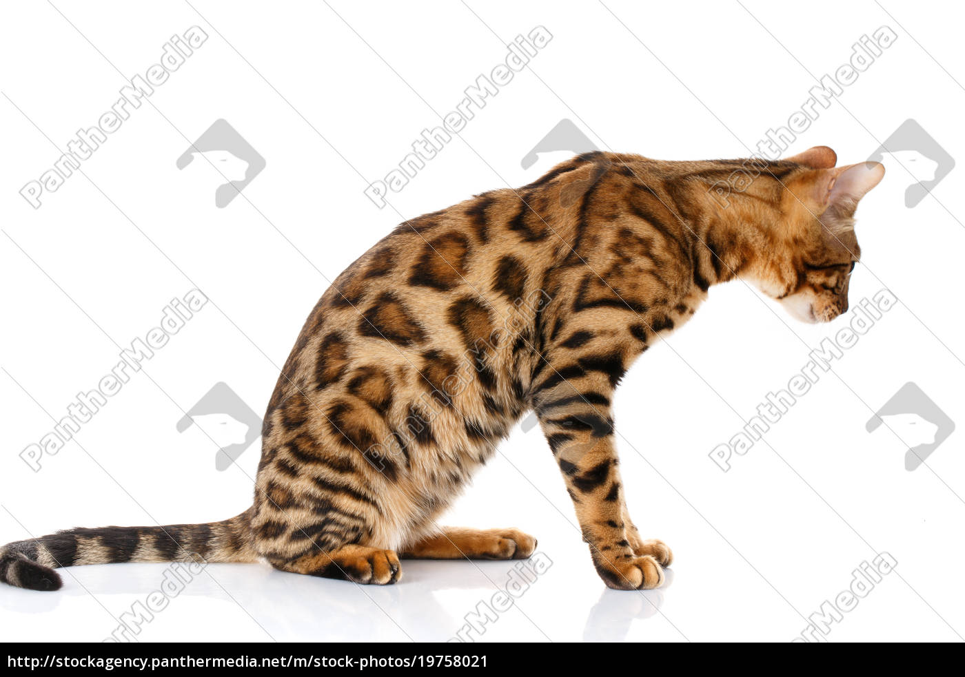 Bengal Katze Preis Schweiz