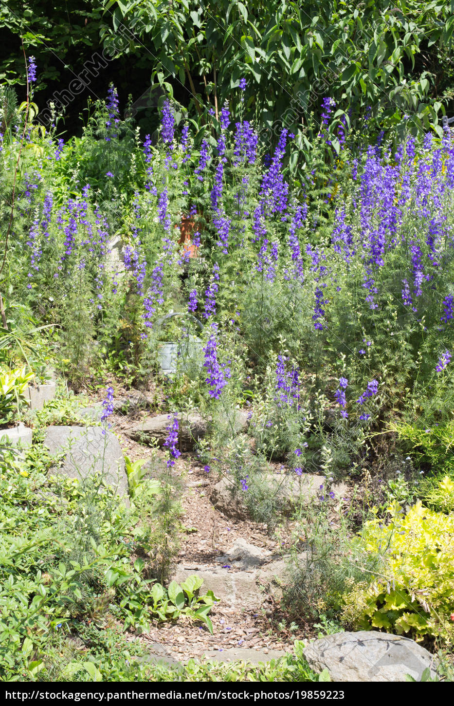 Steingarten Mit Verschiedenen Pflanzen Und Blumen Im Stockfoto 19859223 Bildagentur Panthermedia